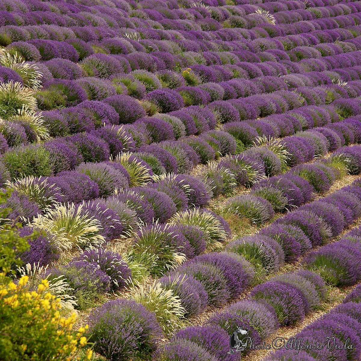 pillows of lavender