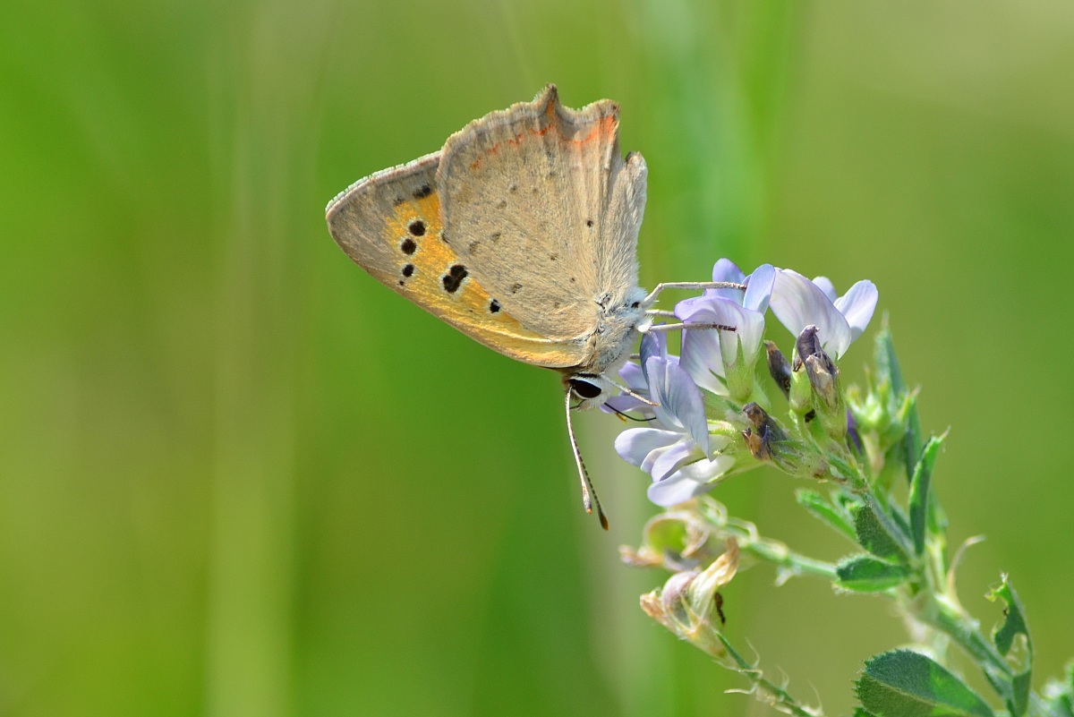 Lycaena phlaeas