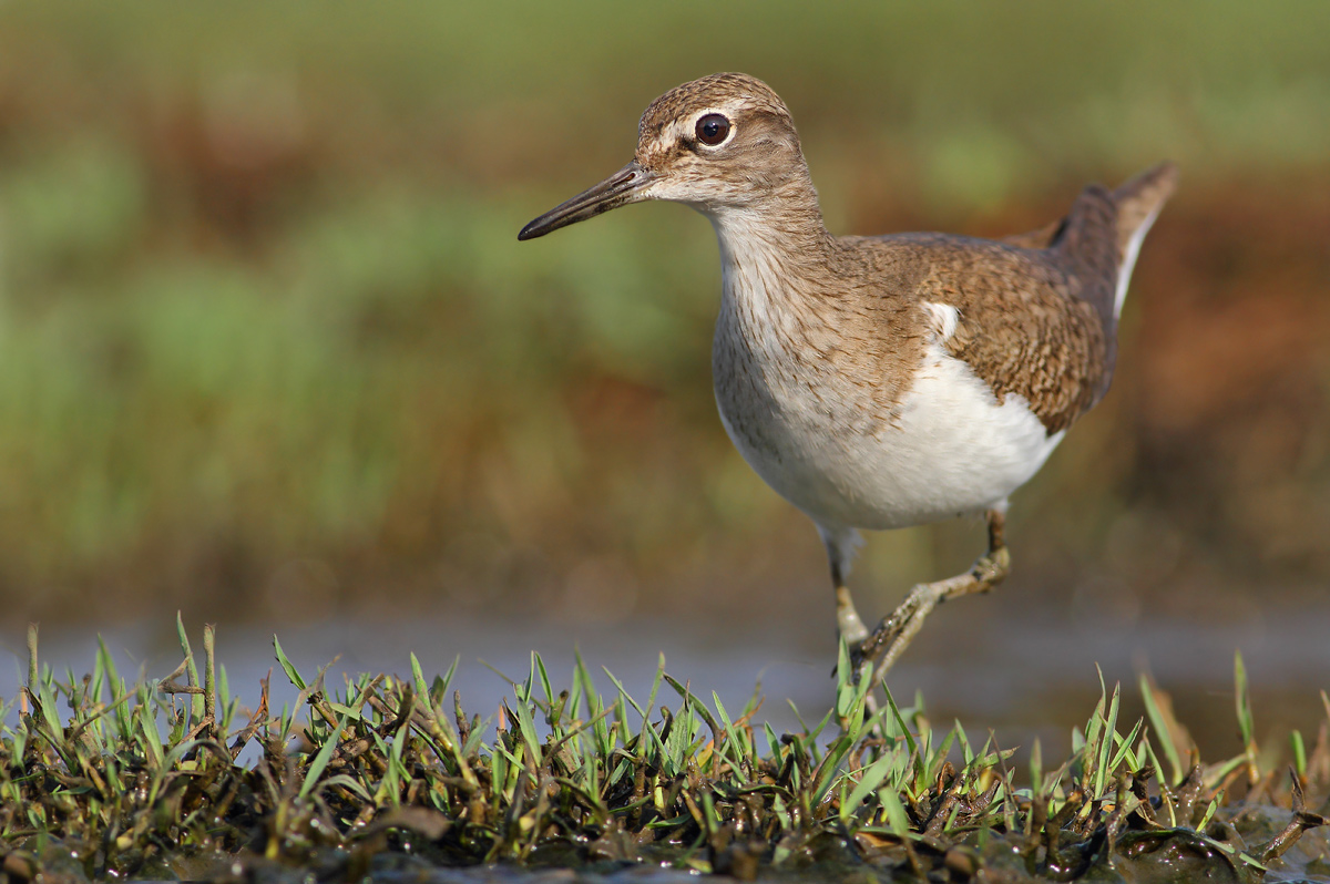 Common Sandpiper