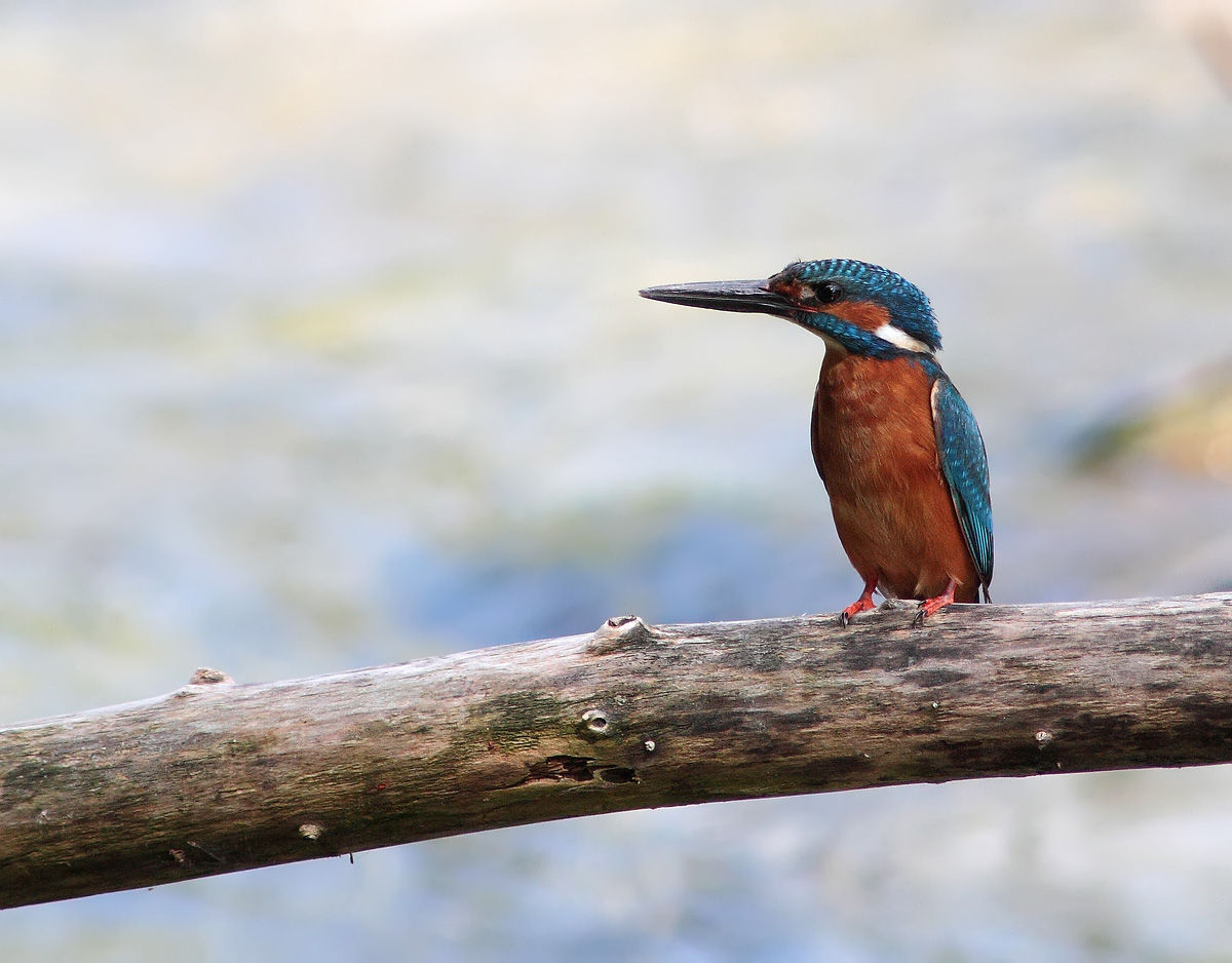 Kingfisher