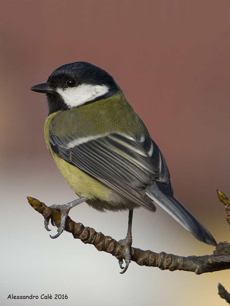 Parus major (Cinciallegra) 8089