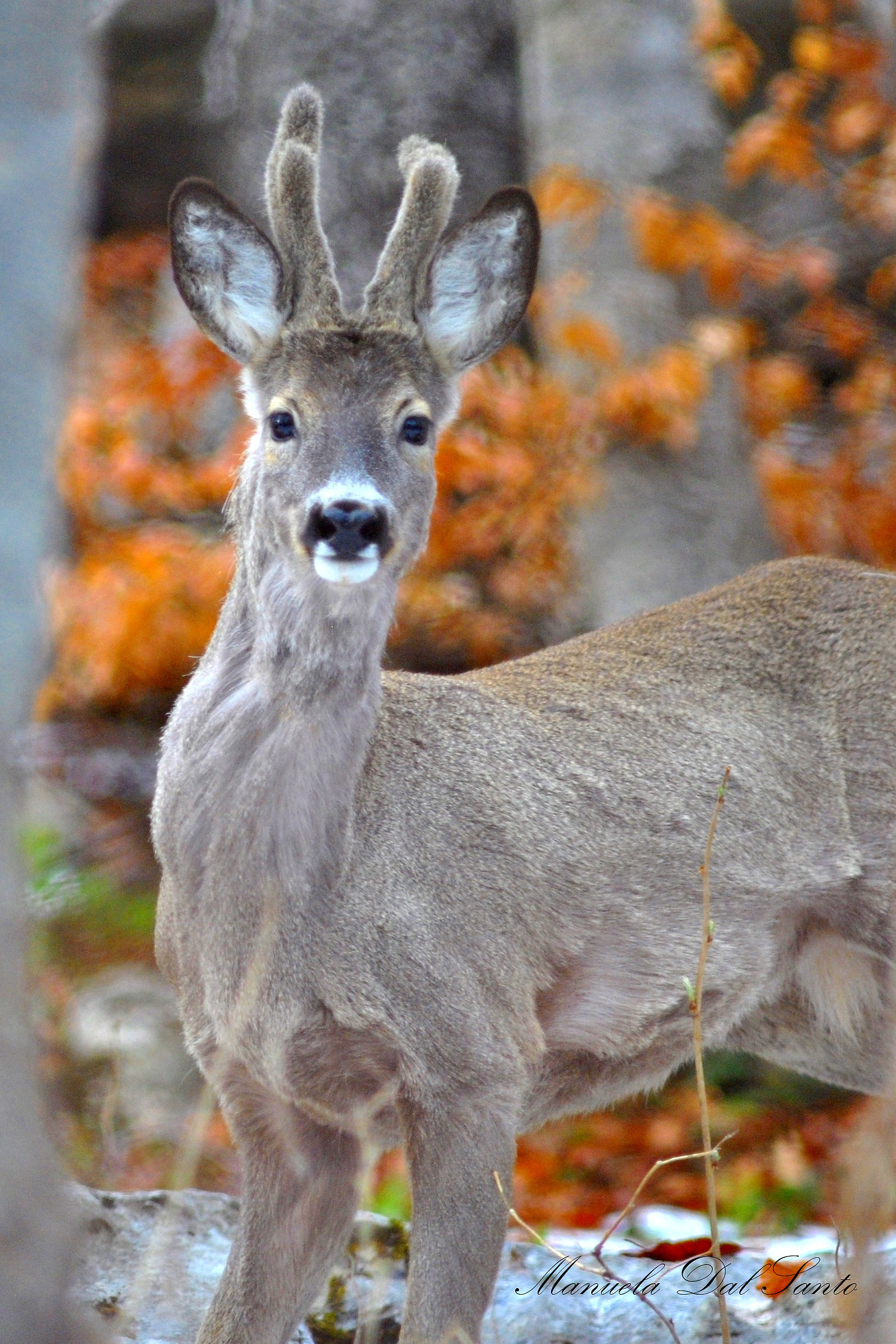 capriolo con velluto