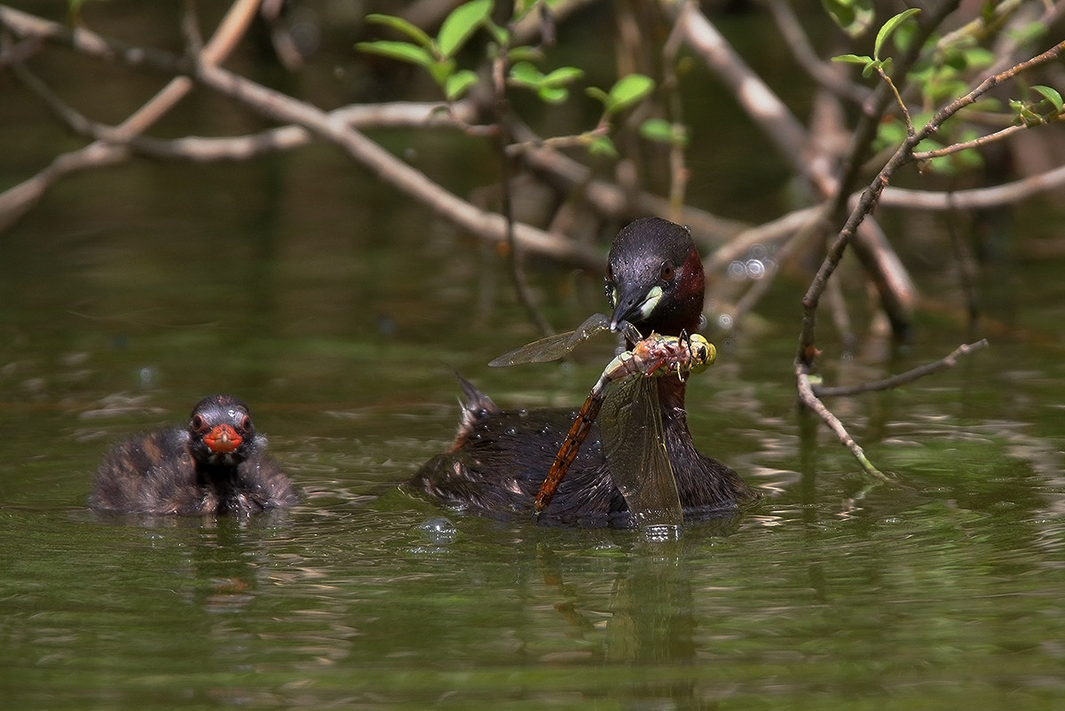 is feeding time .... come