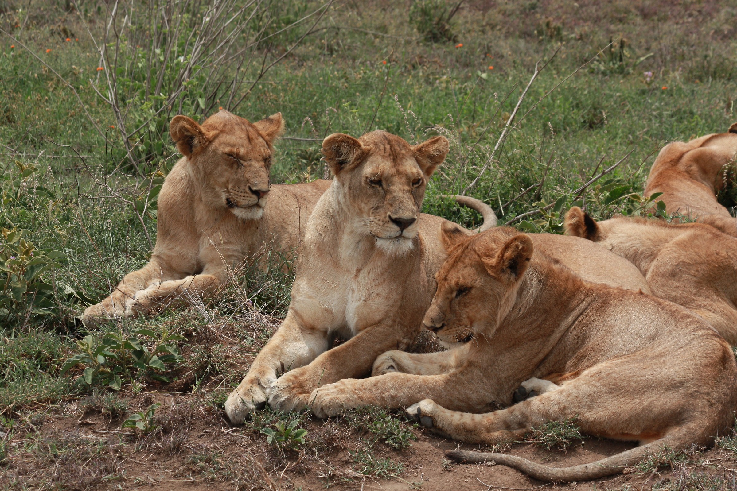Tanzania 2014