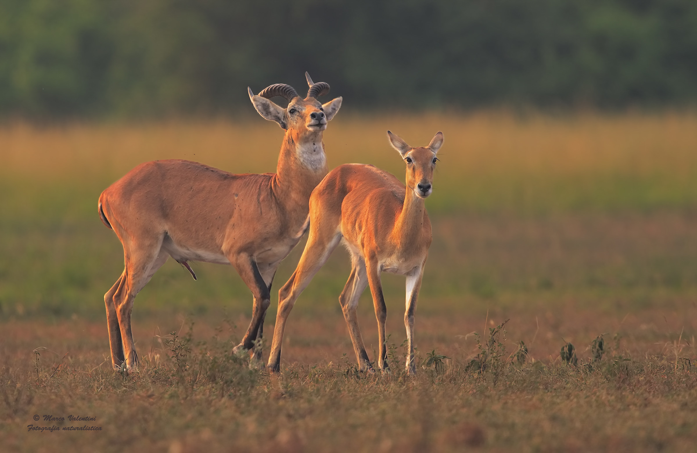 Kob -Ah...l'amour!!!!