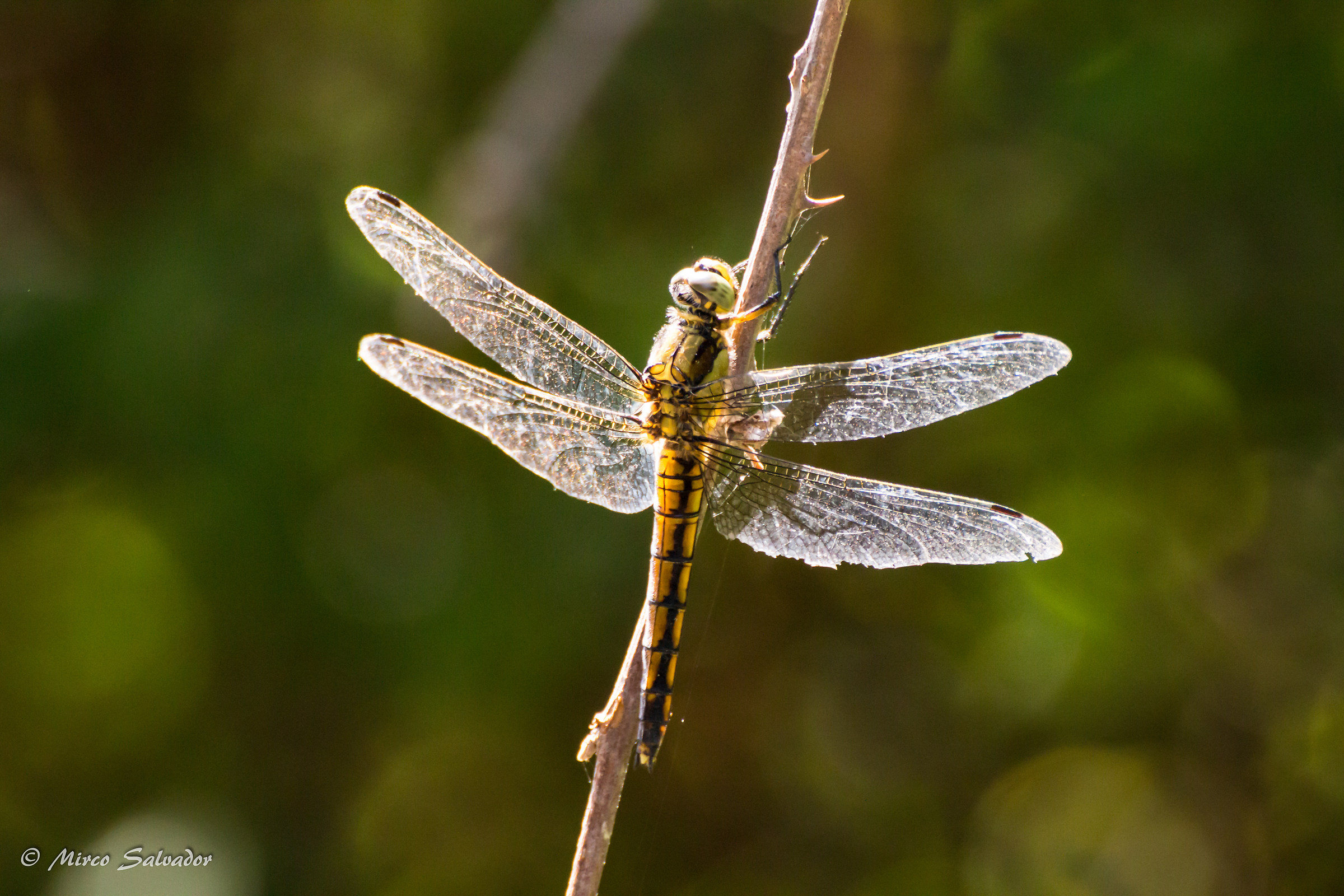 Reflections of dragonfly