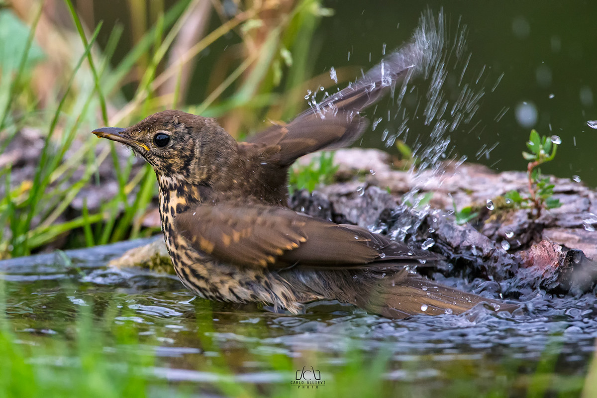 The bathroom of the Thrush