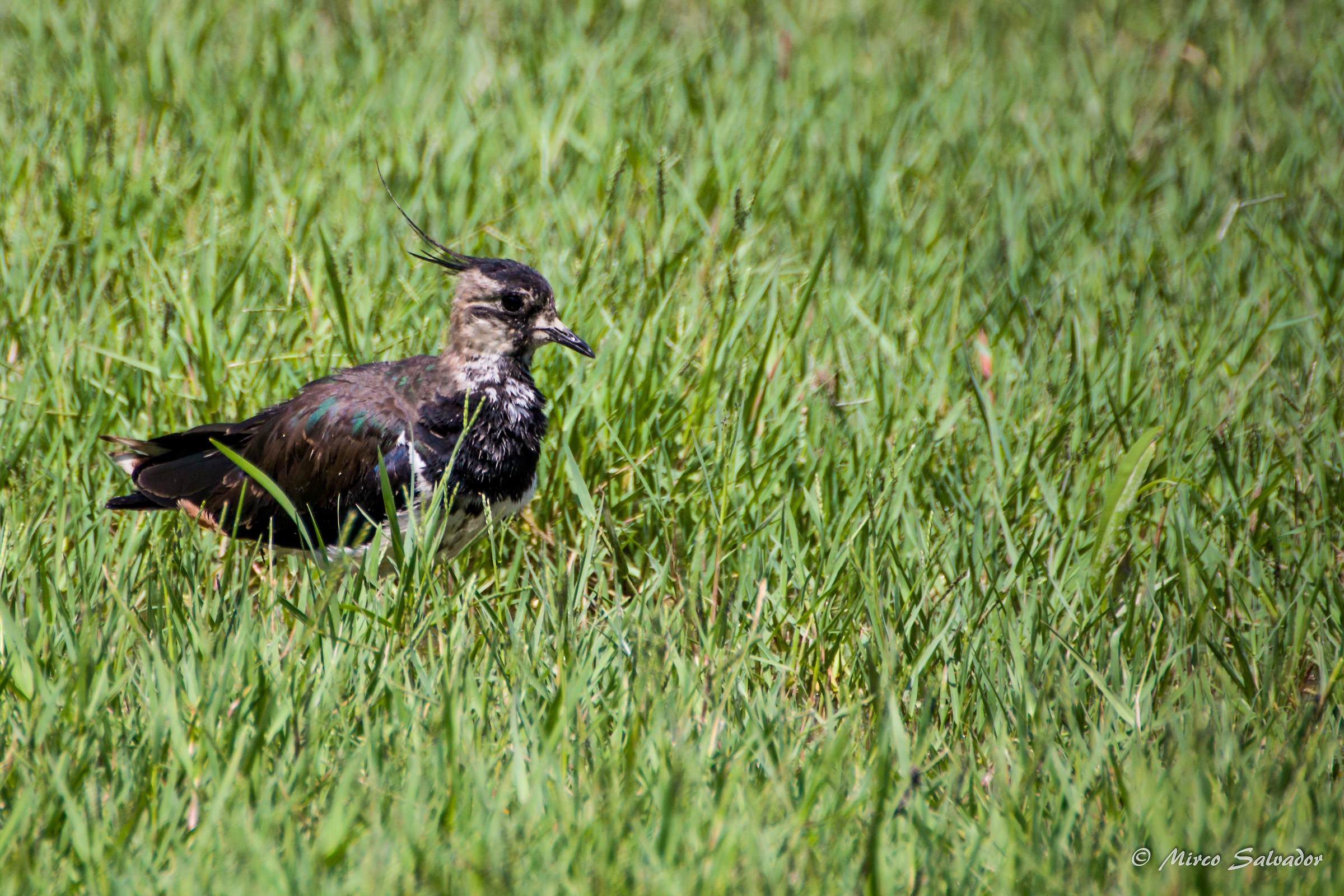 Lapwing