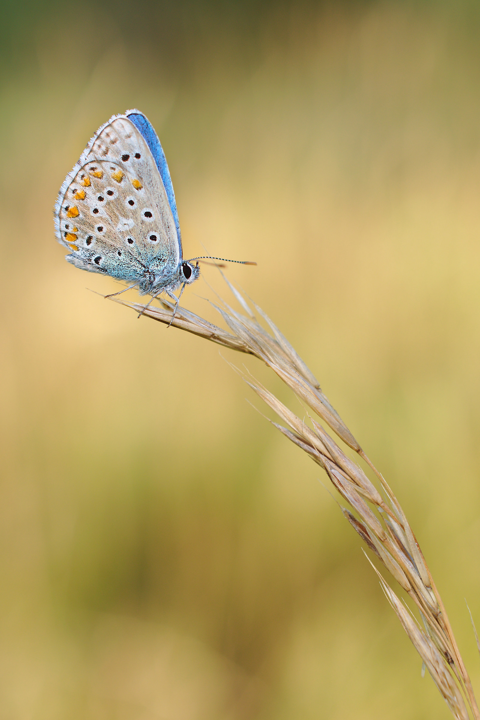 Polyommatus icarus