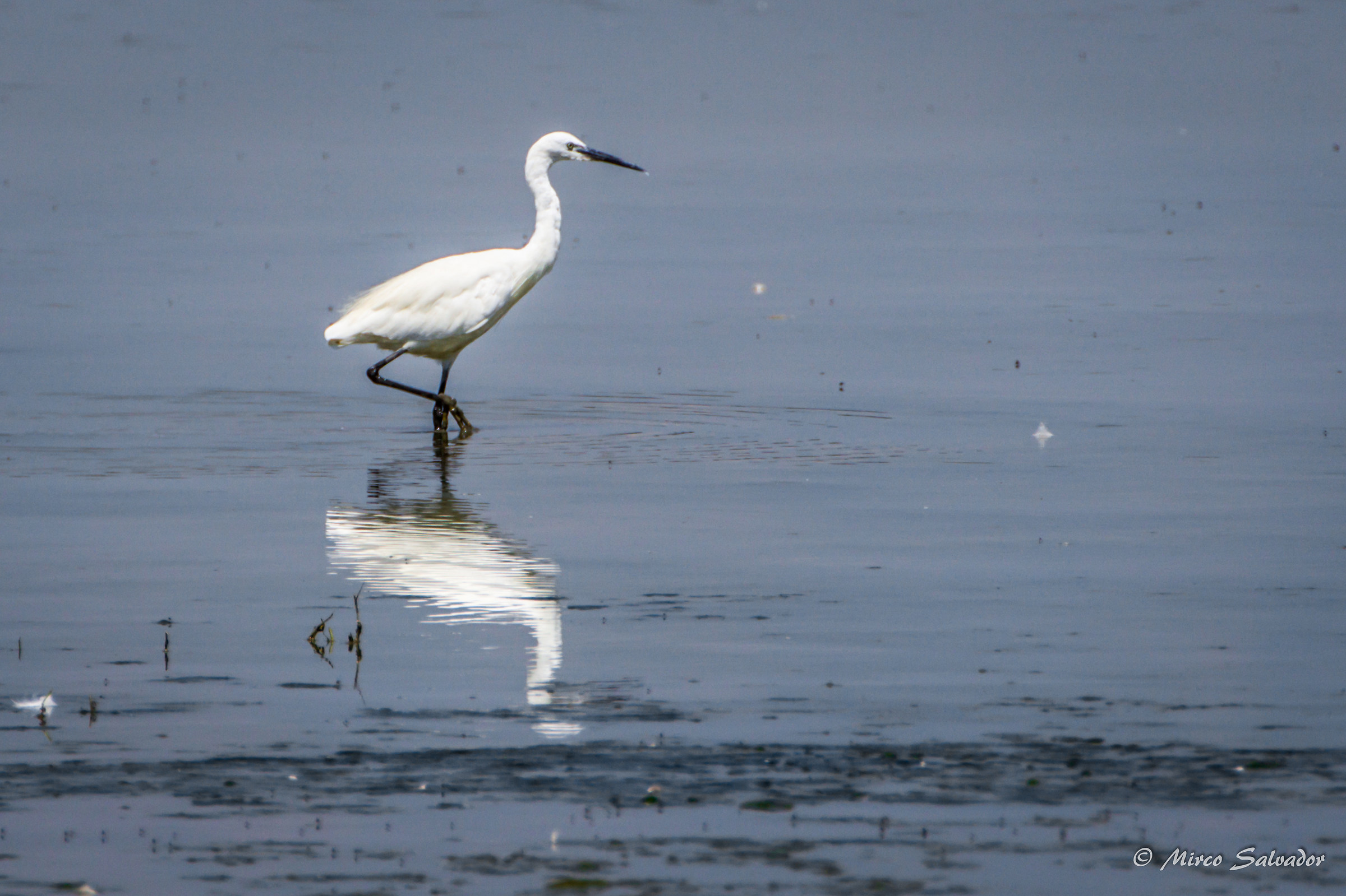Heron reflection