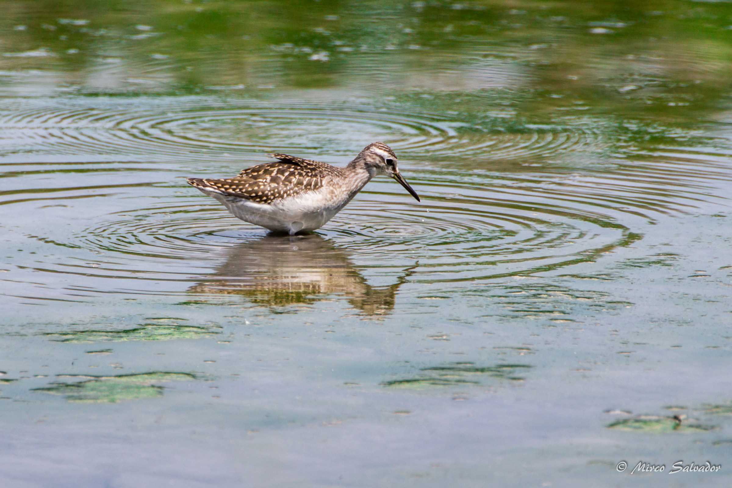 Mirror mirror on the wall...