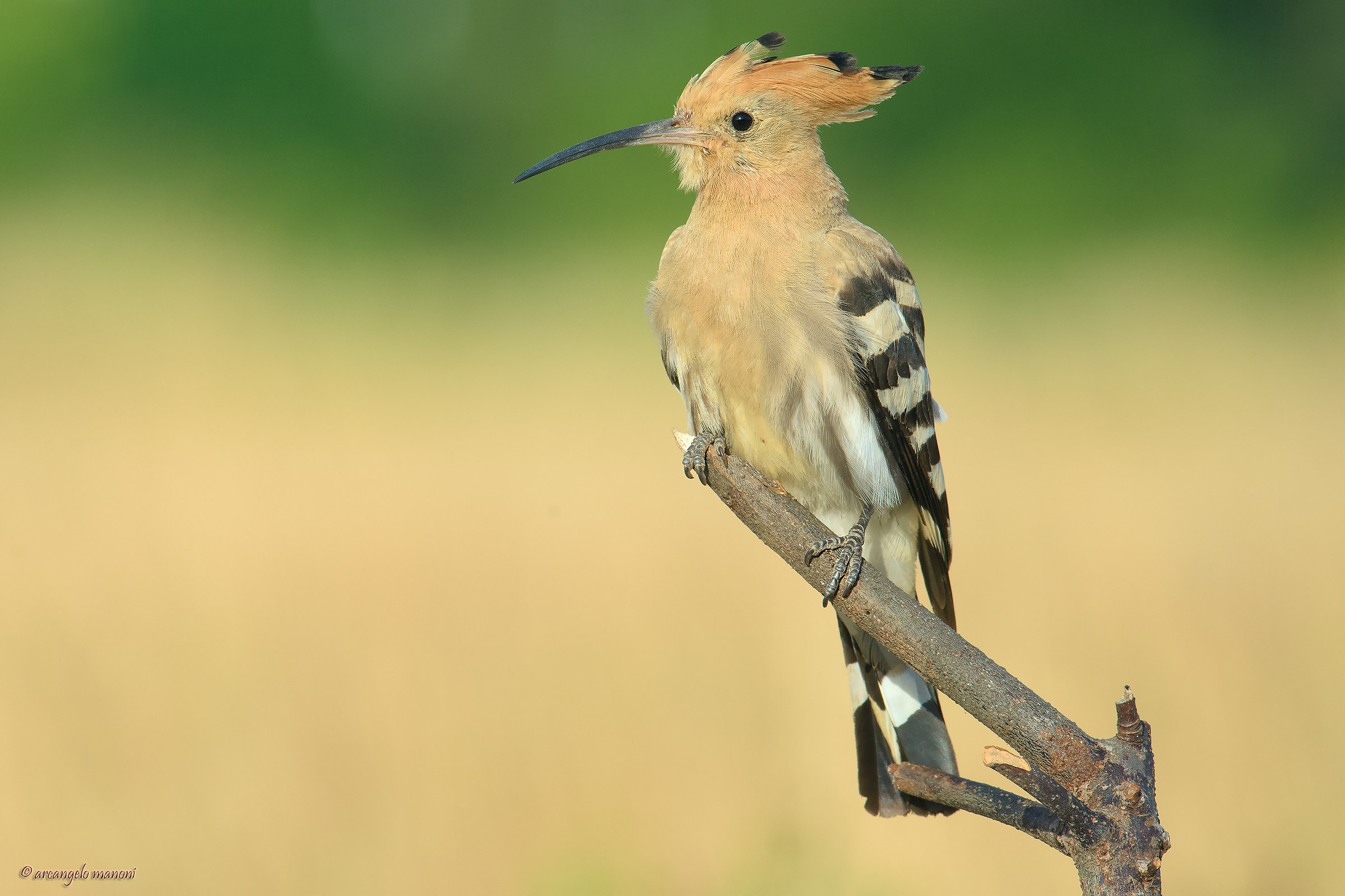 The elegant hoopoe