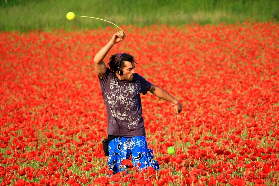 the exhibitionist among the poppies ...