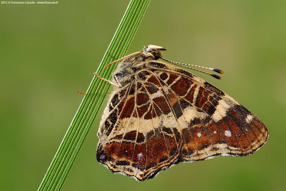 Araschnia levana (Linnaeus, 1758)