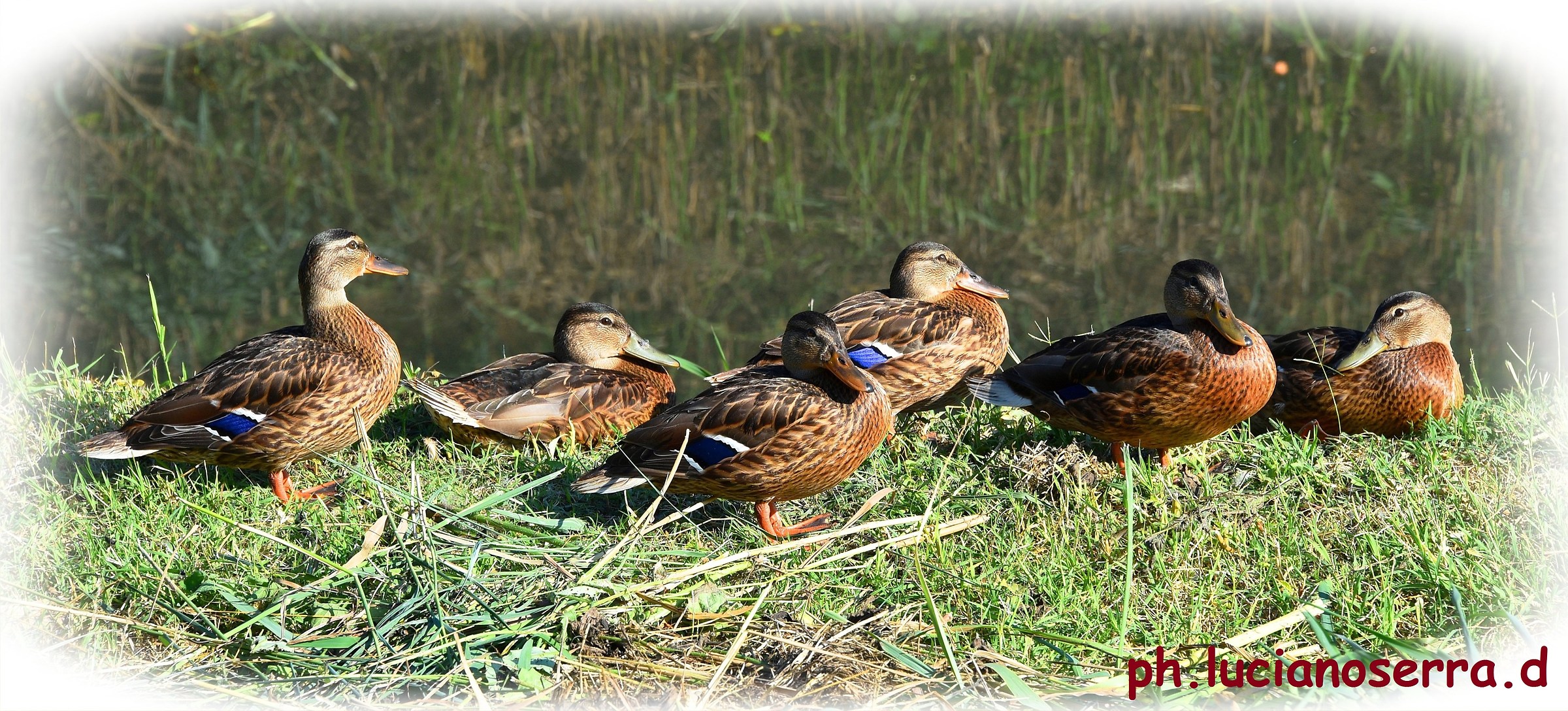 Young Mallards