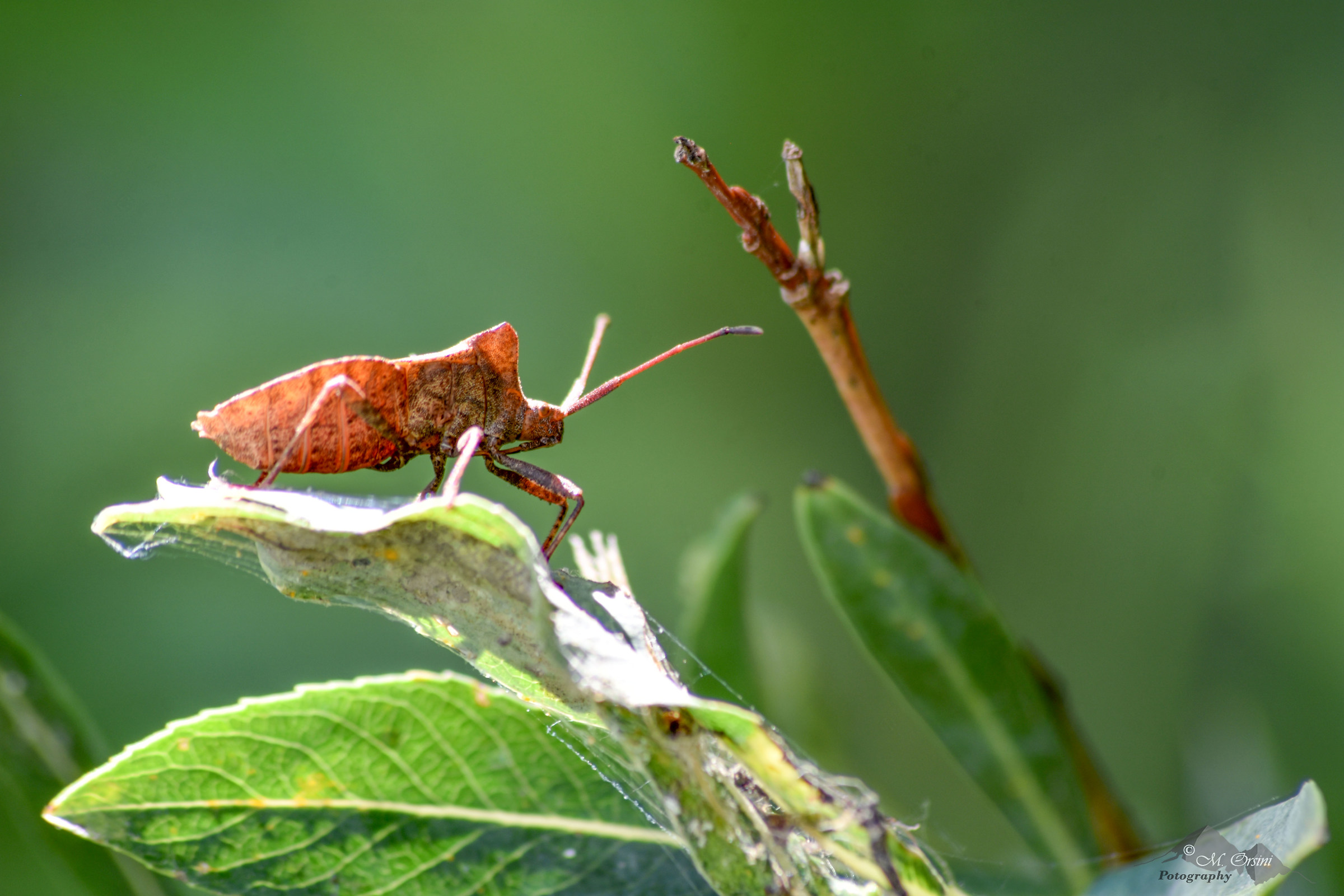 Nelle prime luci del mattino