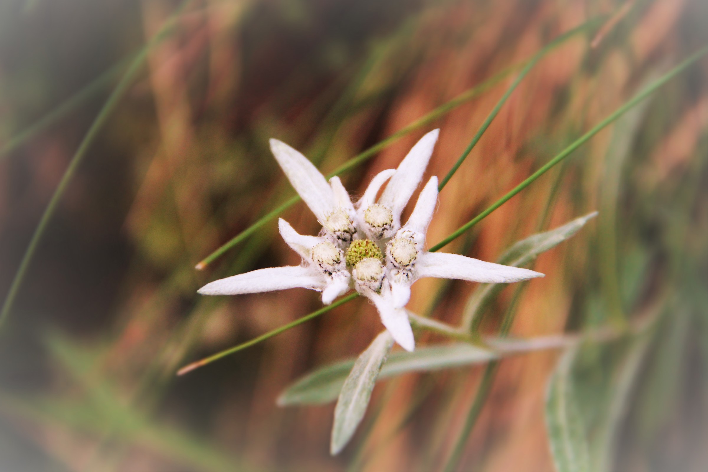 Queen of the Mountains