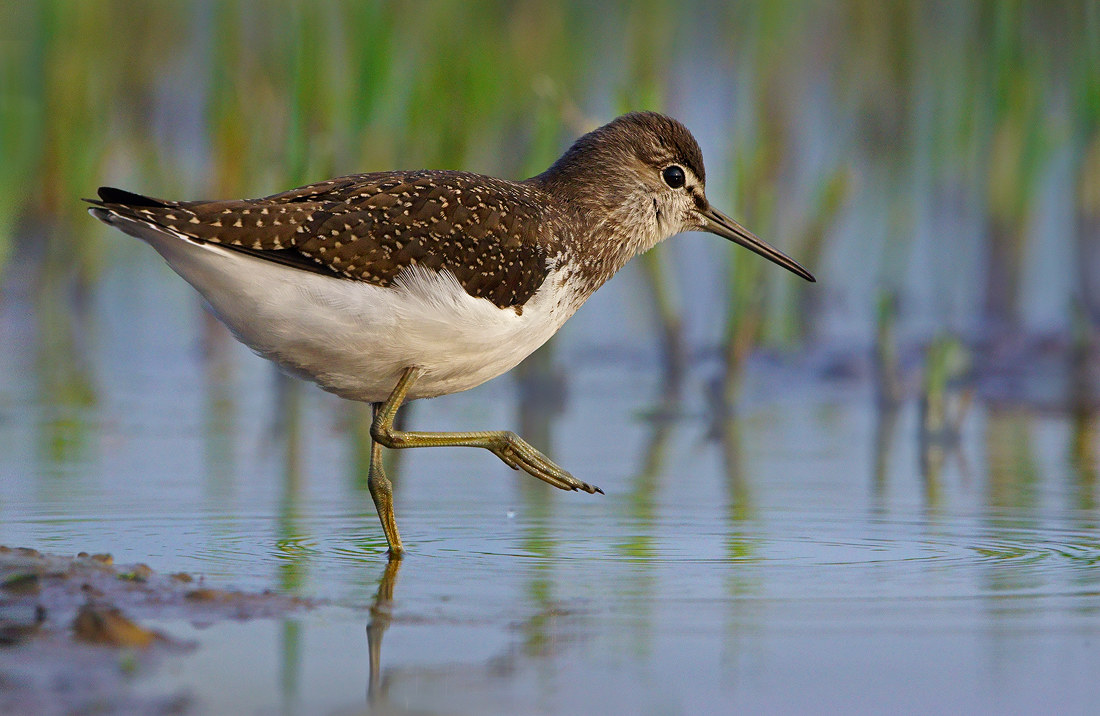 Green Sandpiper