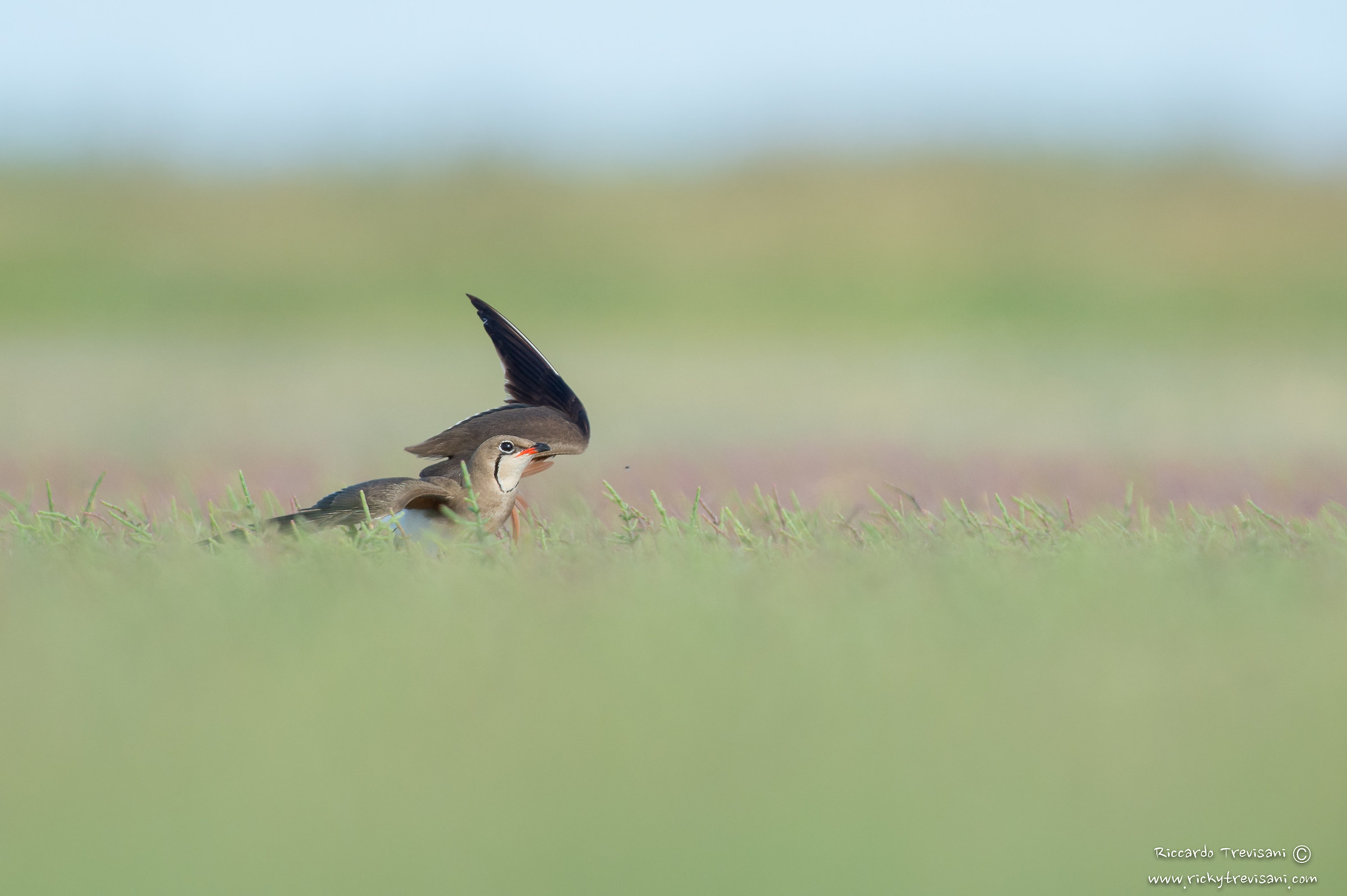 pratincole