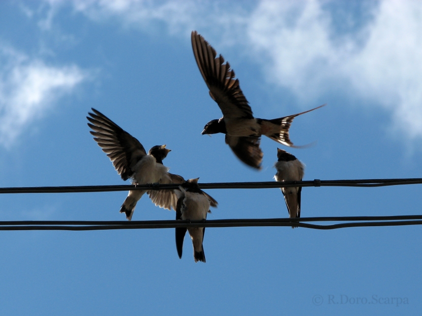 swallows tremosine