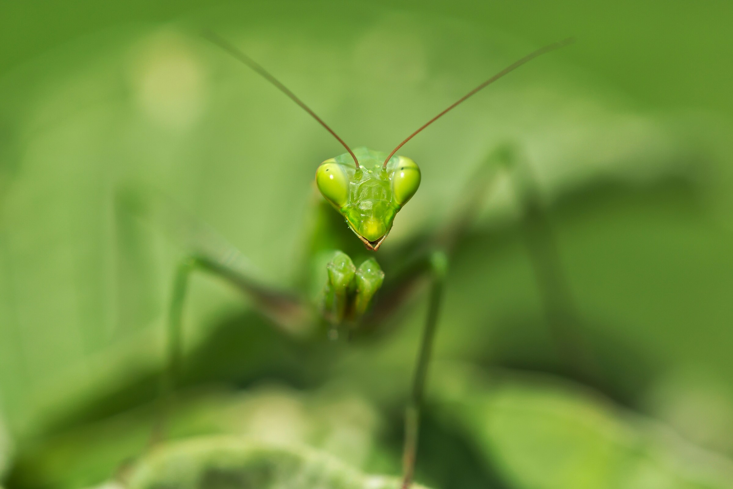 Mantis