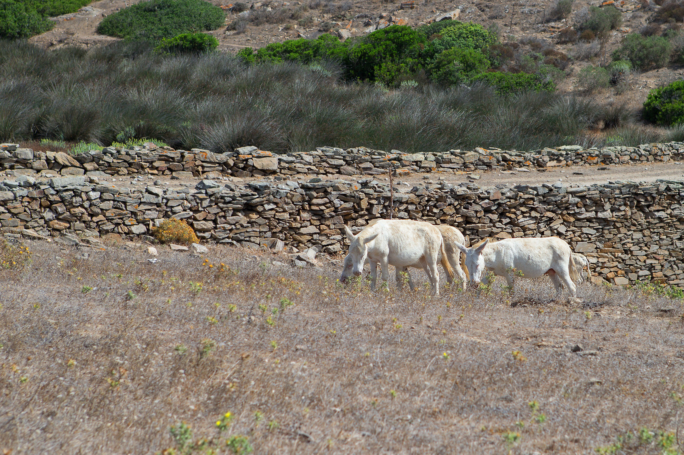 Asinara 13