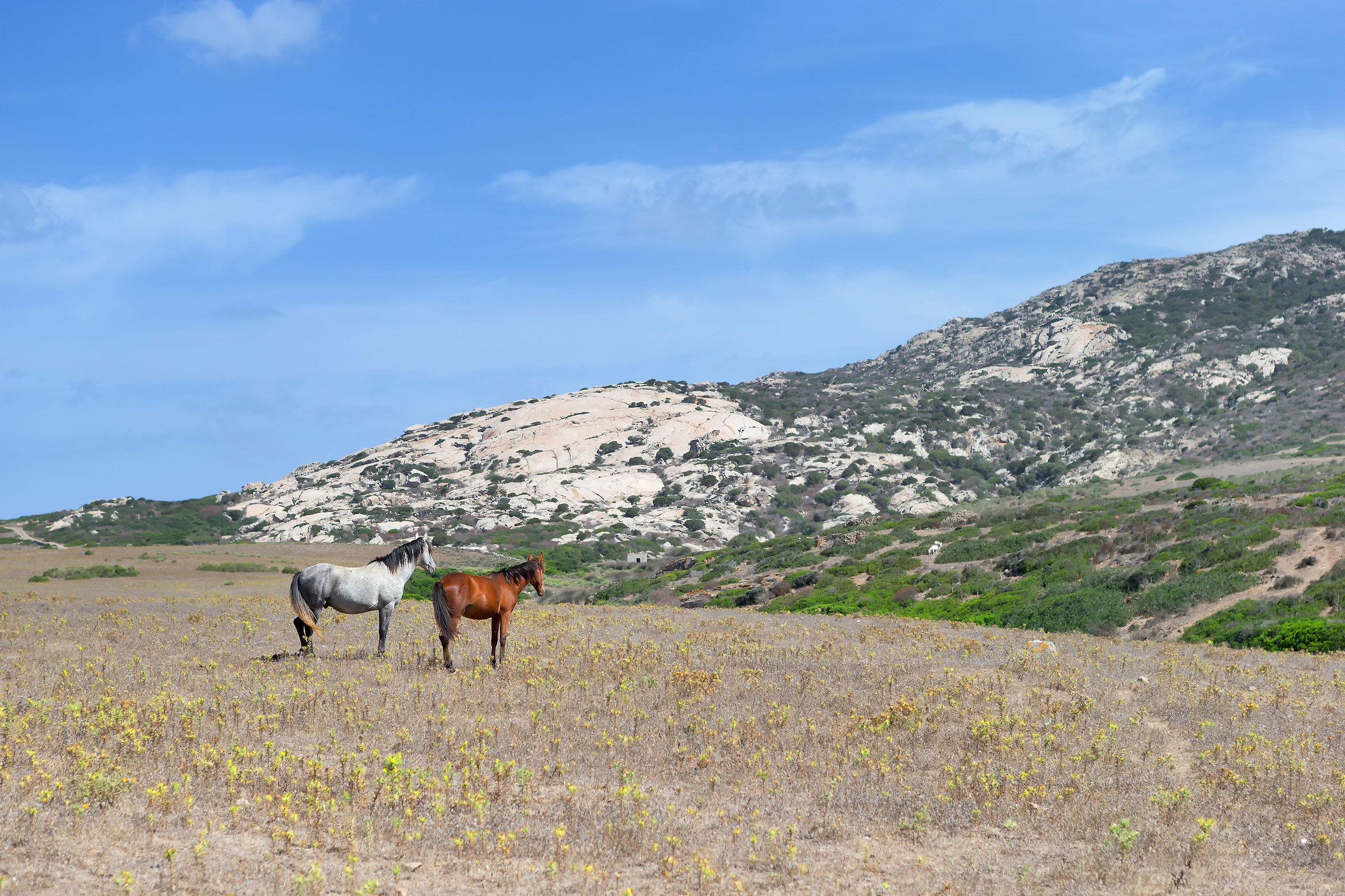 Asinara 14
