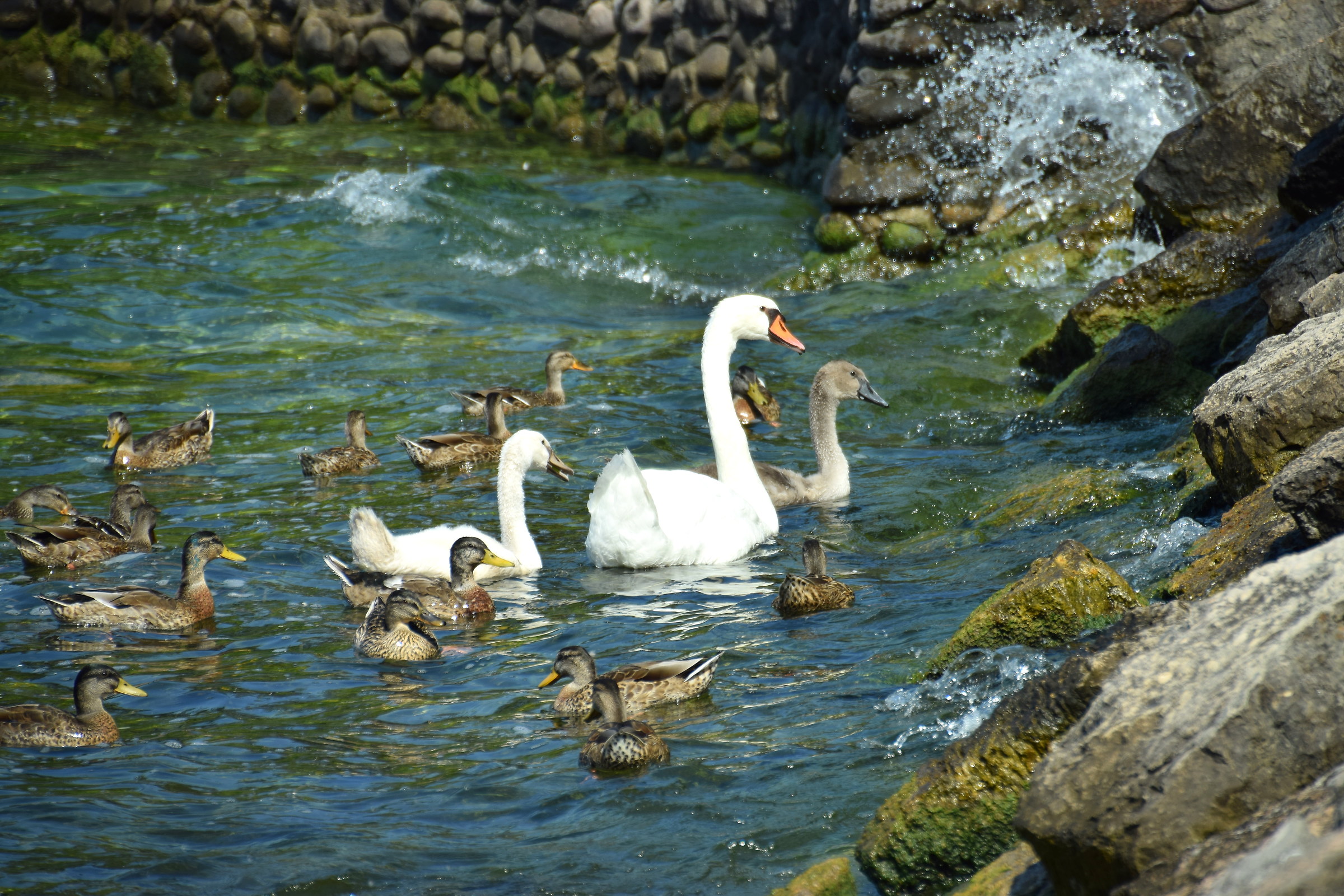 aspttando da mangiare