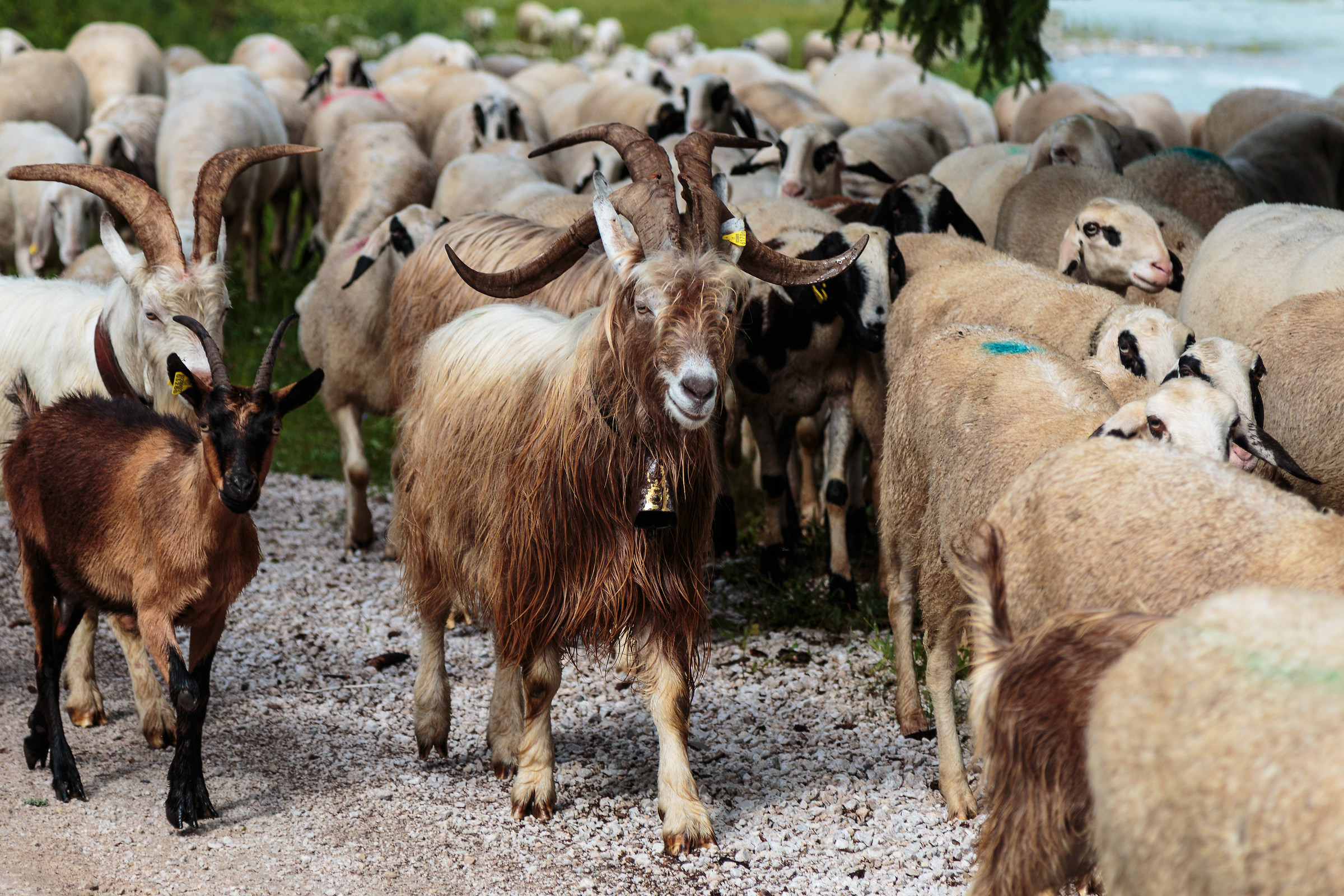 The boss of the flock.