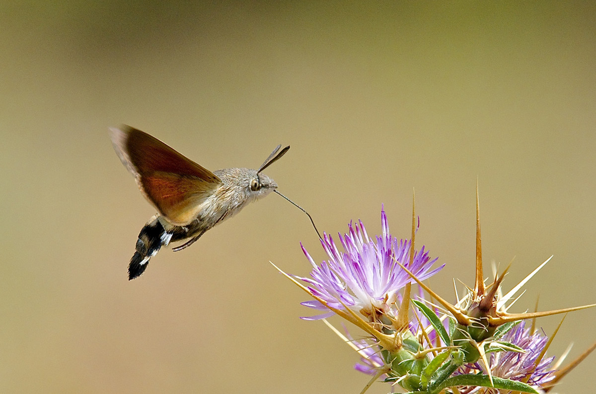 Macroglossum stellatarum