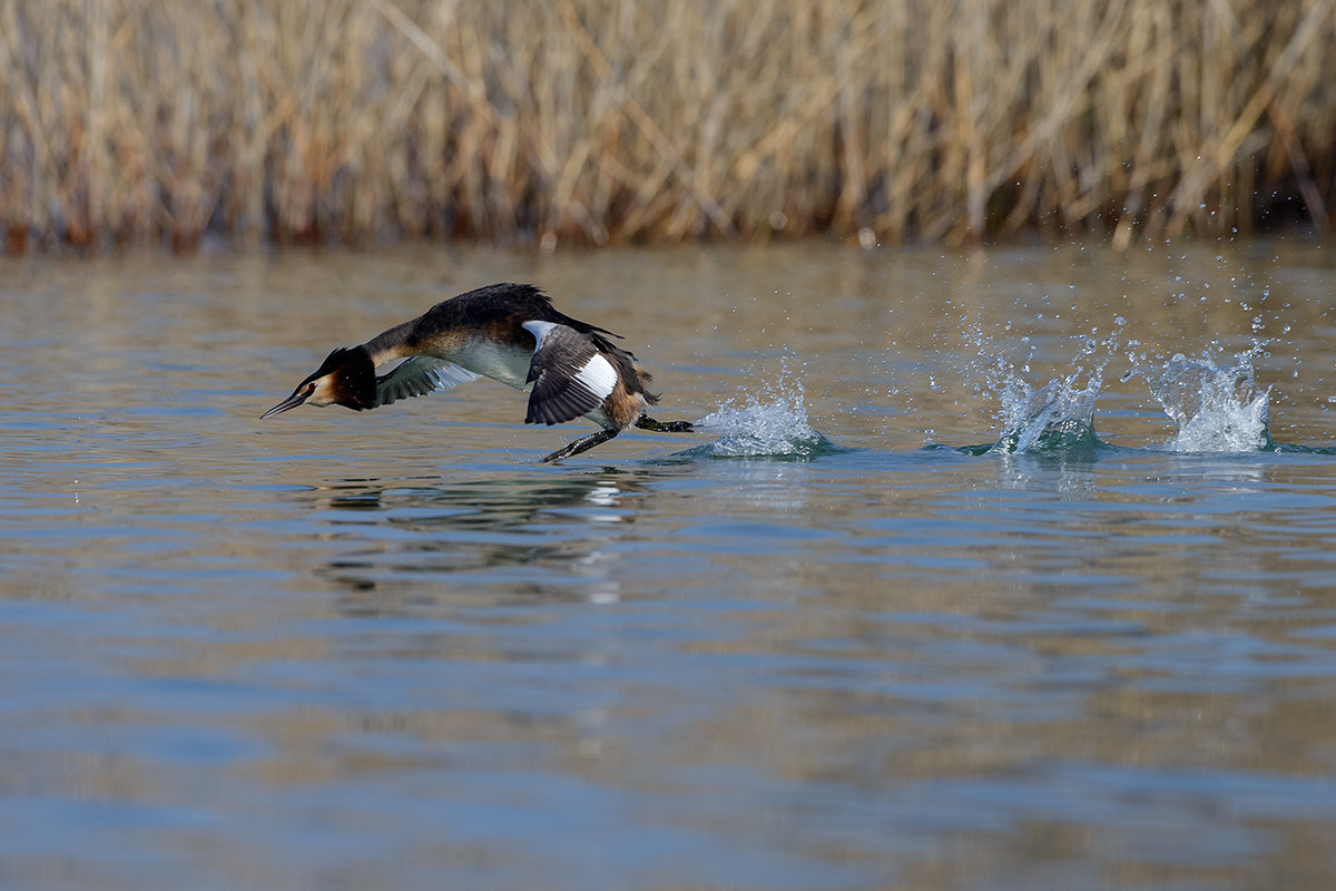 Great Crested Grebe
