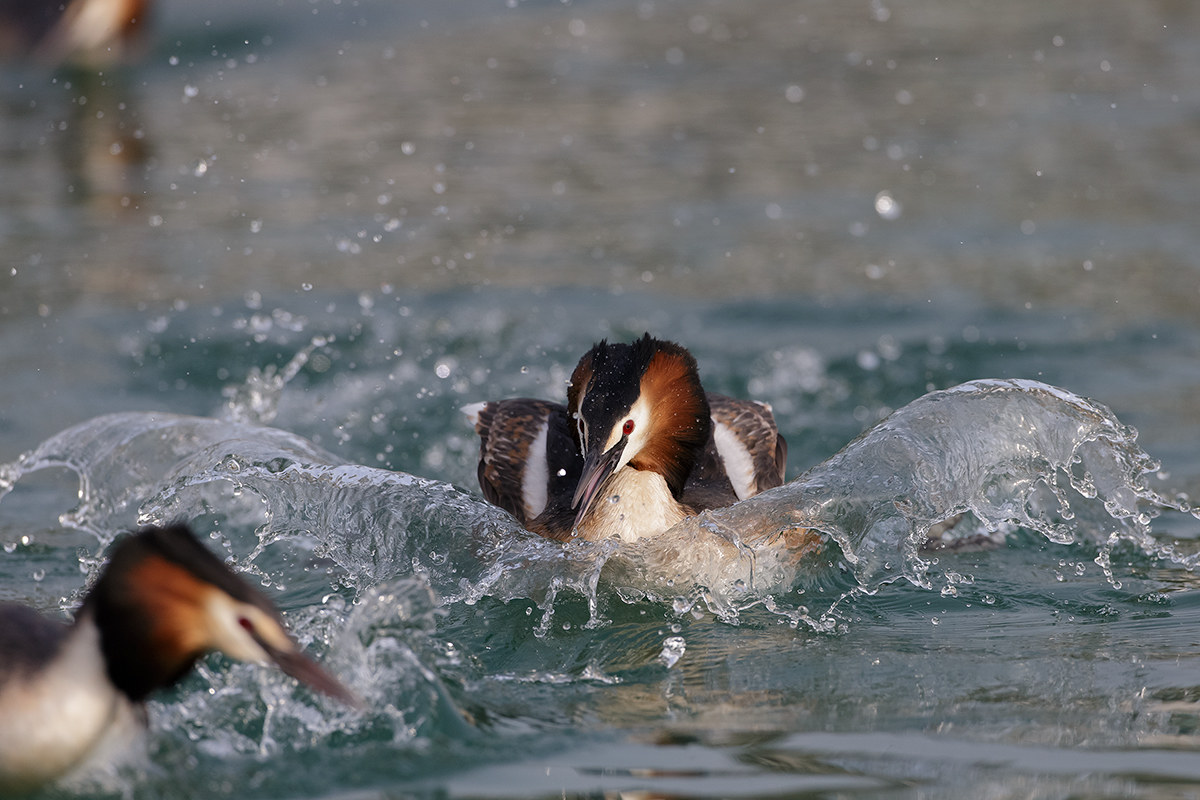 Great Crested Grebe