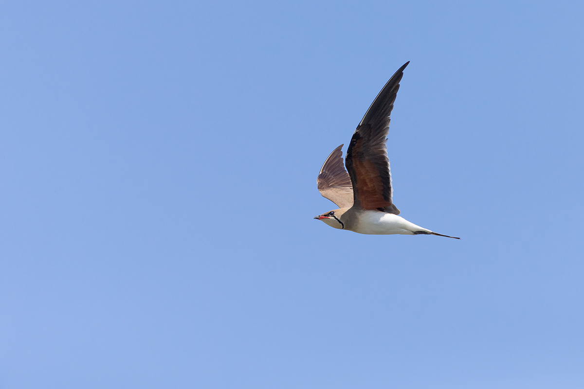 Pratincole