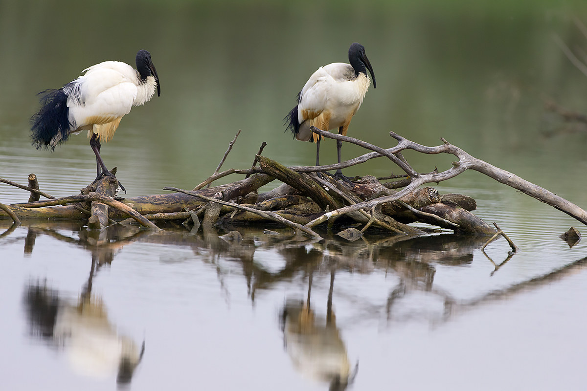 sacred Ibis