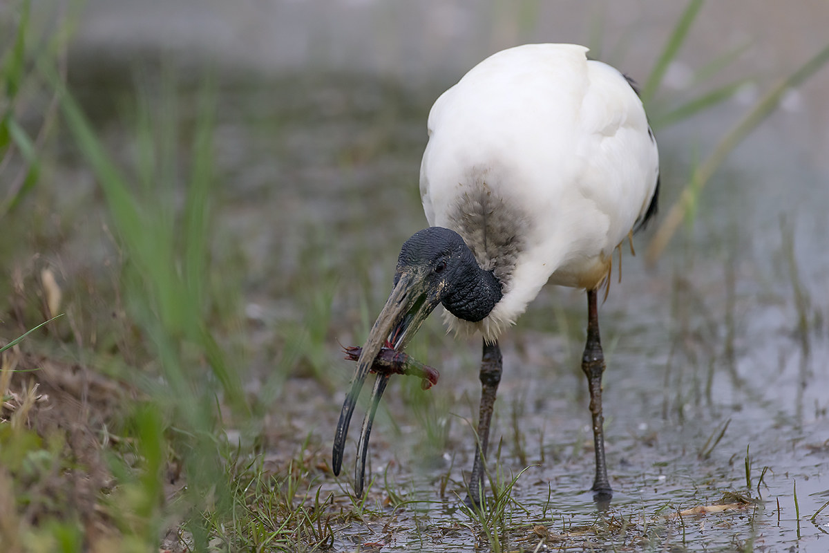 sacred Ibis