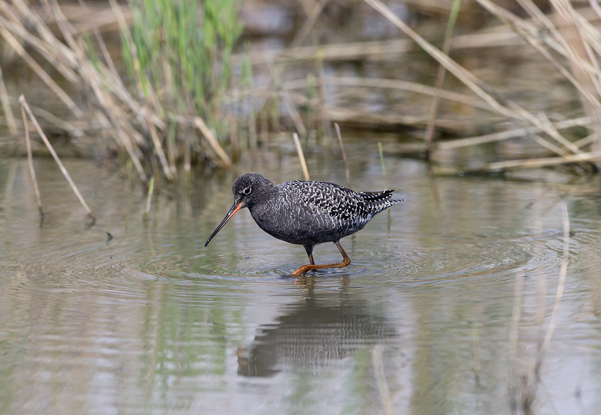 Spotted Redshank