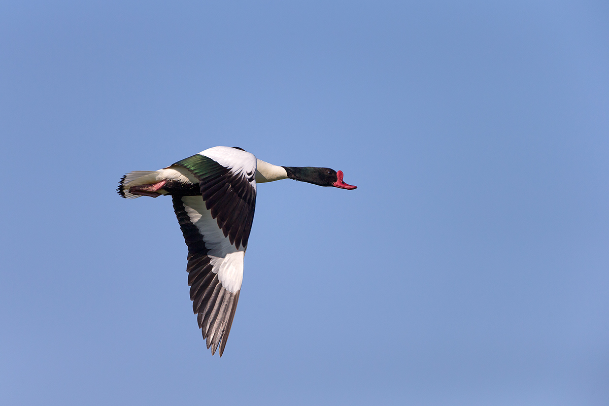 shelduck