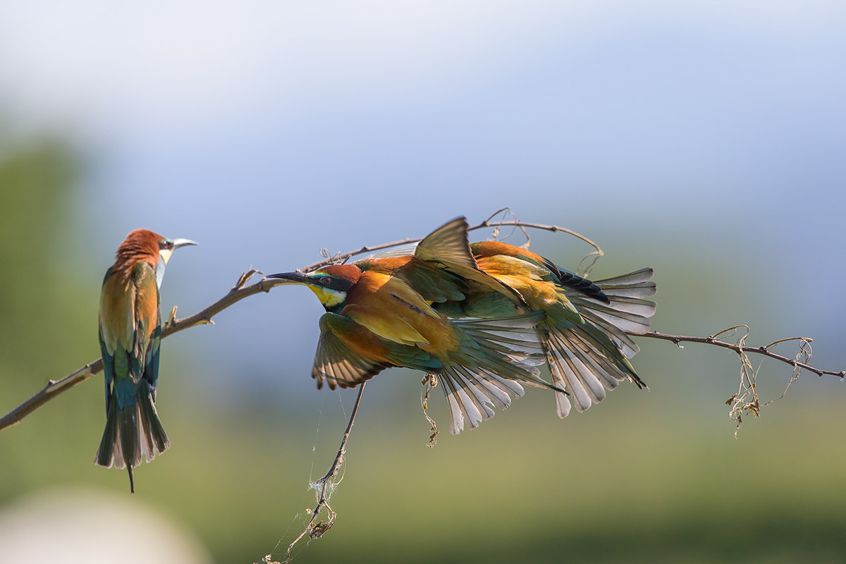 Bee Eater