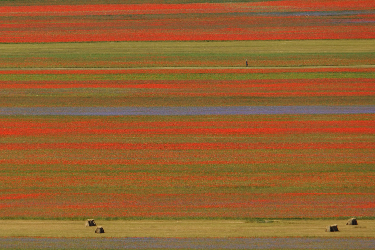 Rosso di Castelluccio ...