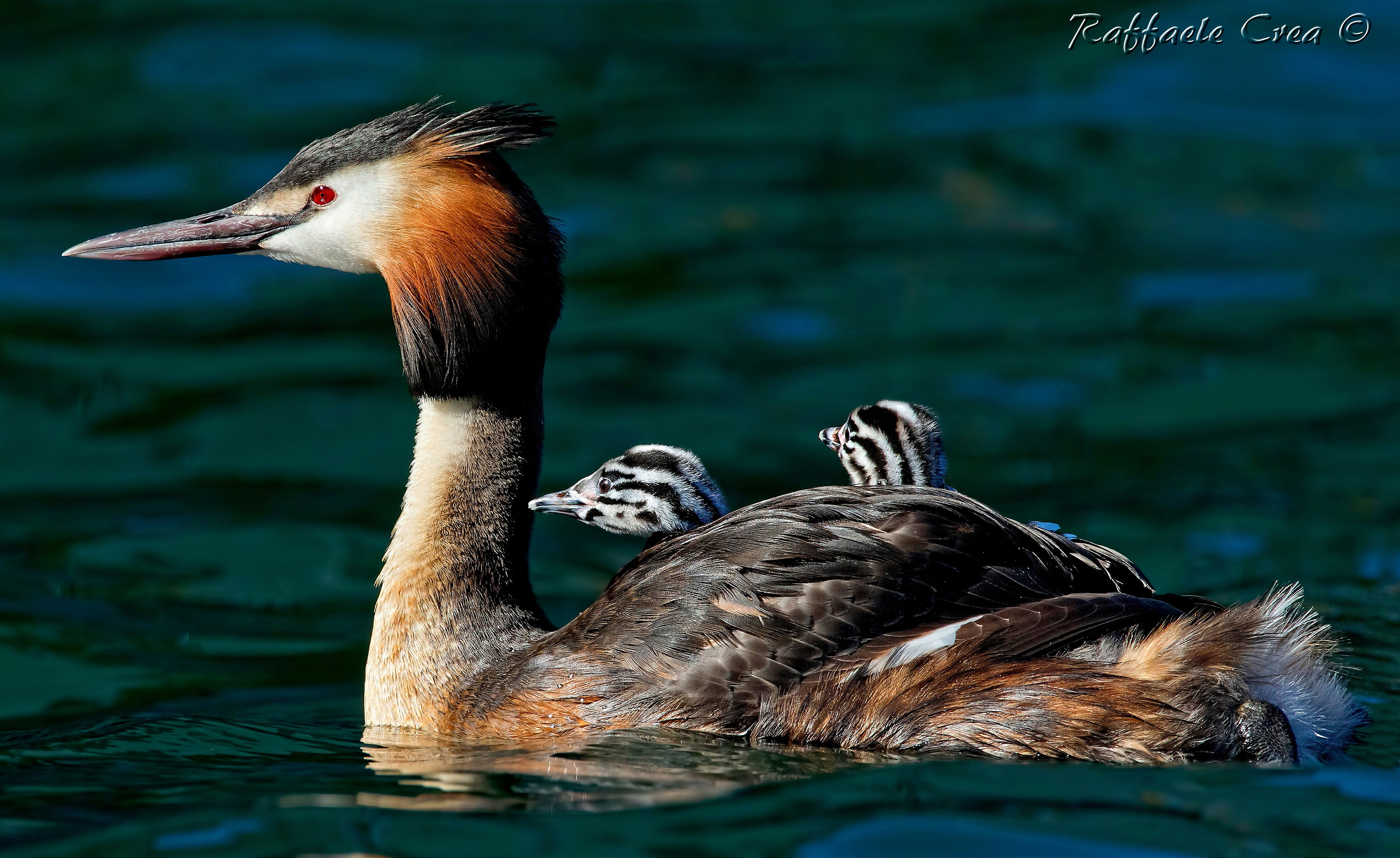 Grebe with Pulli