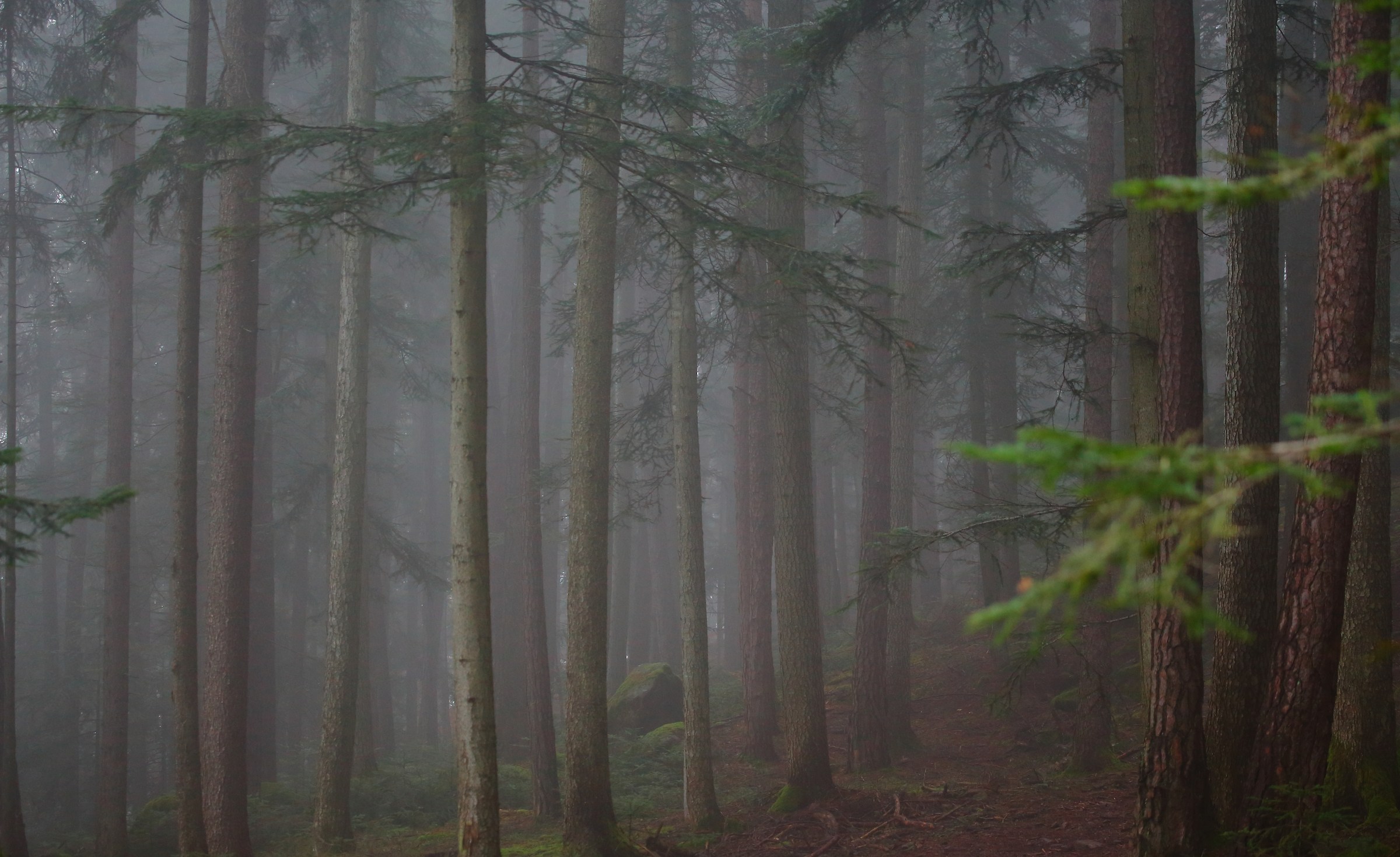 Hansel and Grettel Bosco