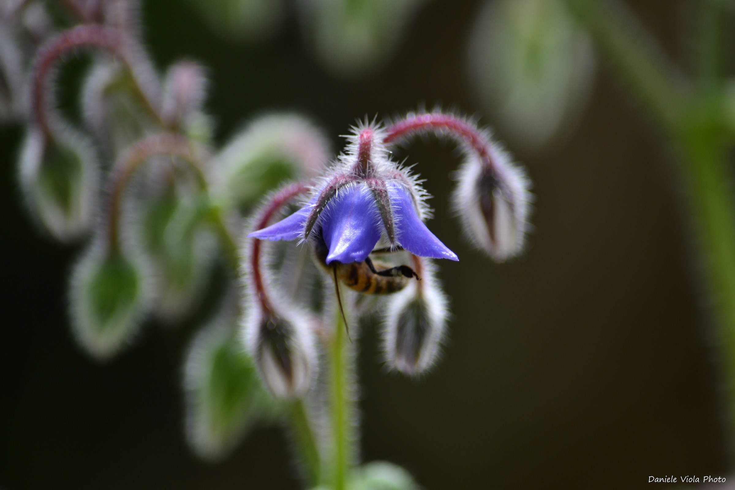 Borage flower