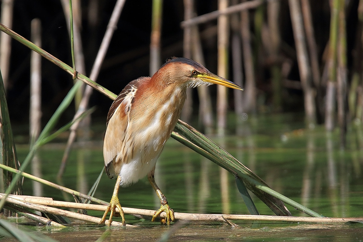 female bittern