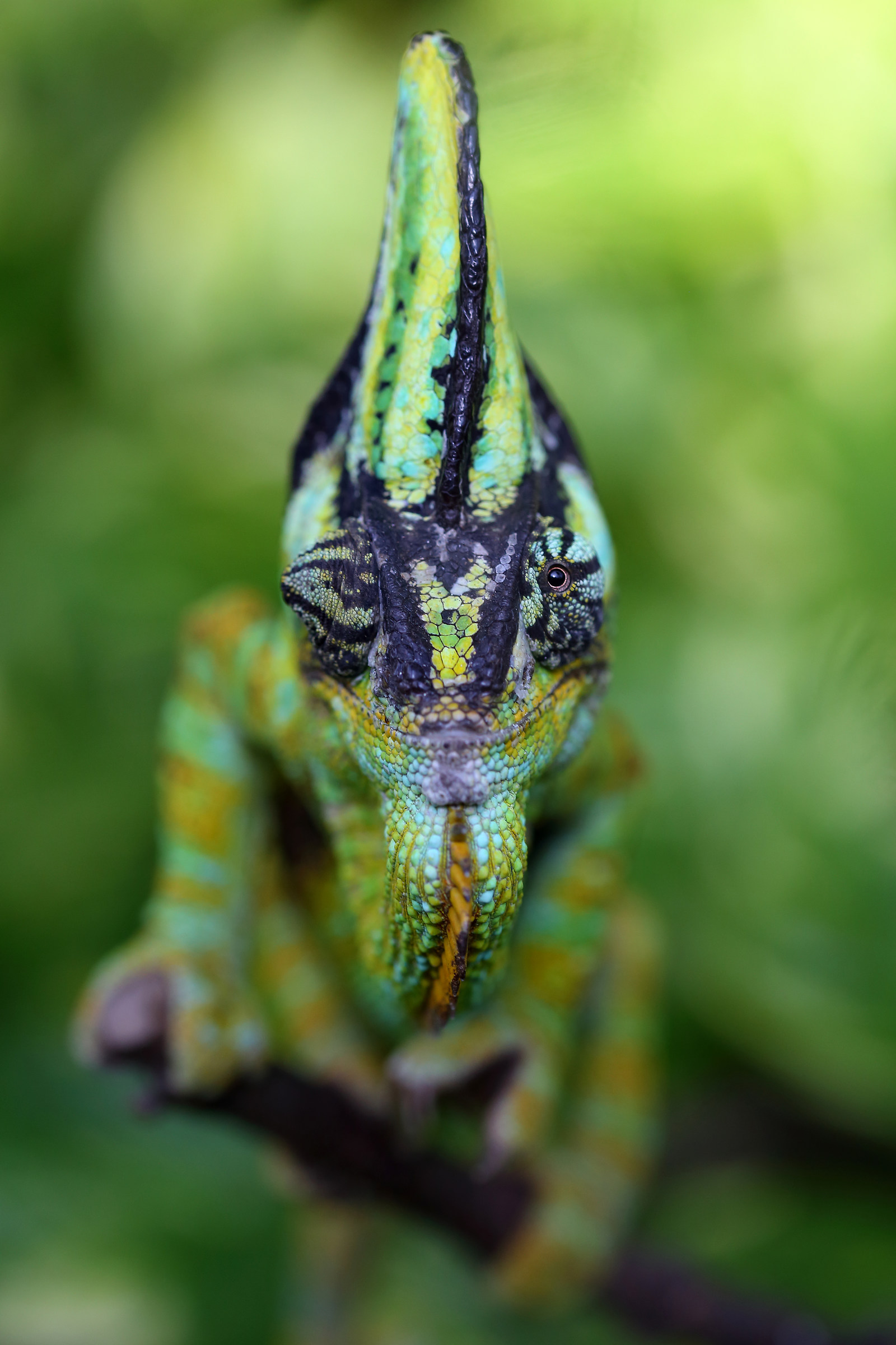 Butterfly House Abano Terme