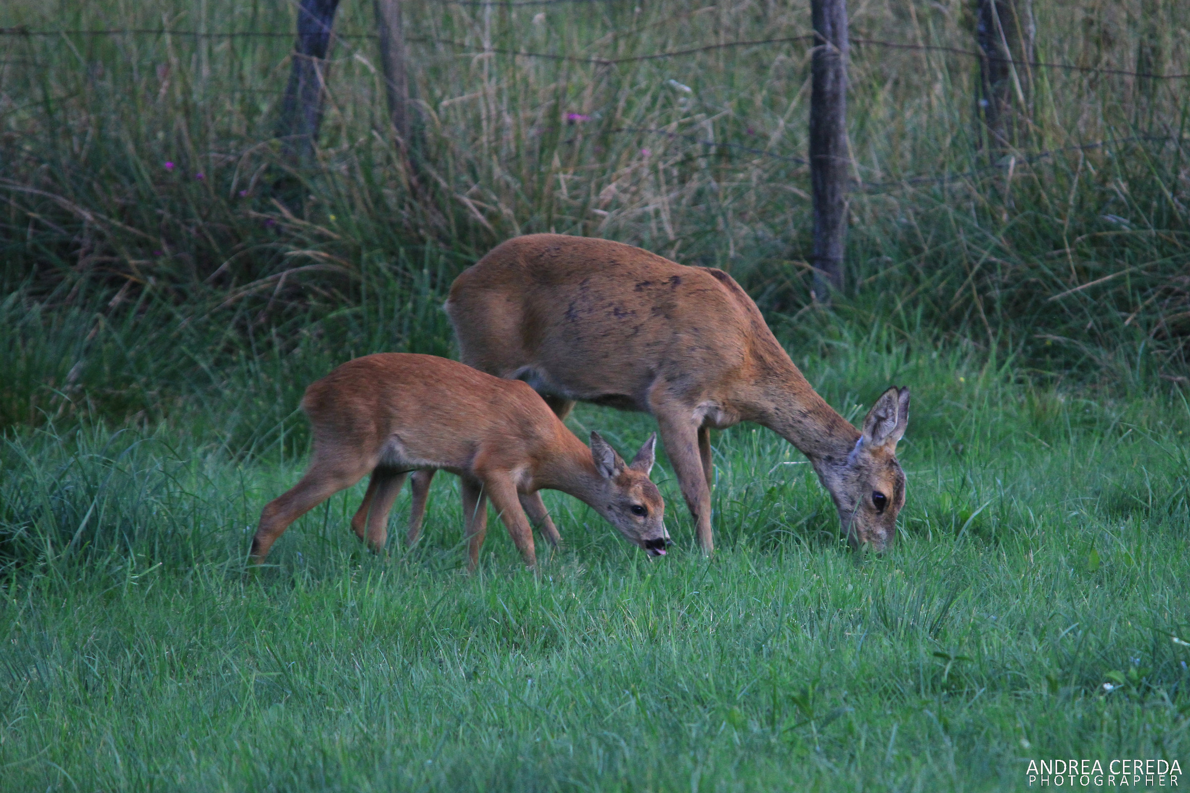 Capreolus Capreolus - Caprioli
