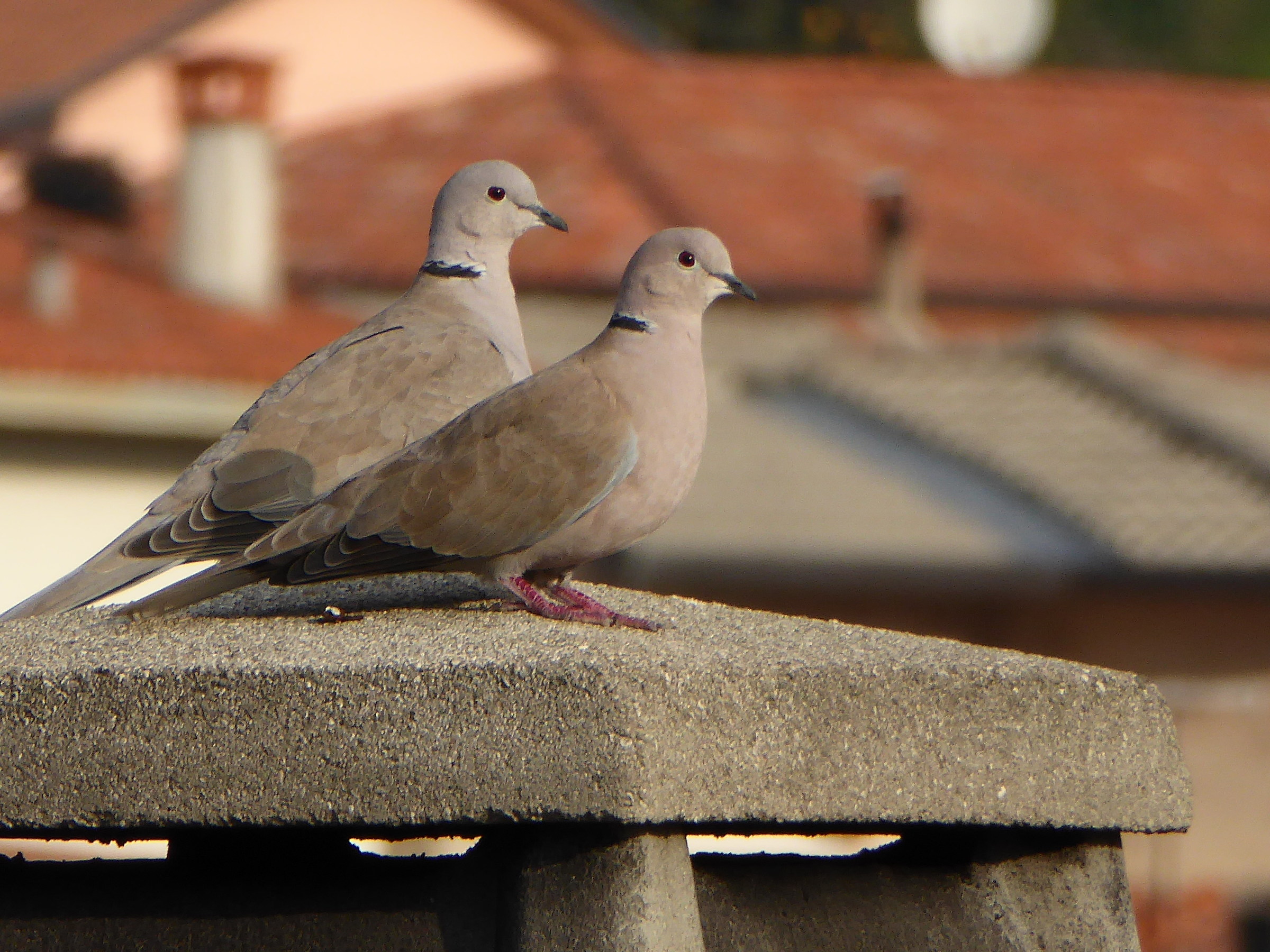 Collared Dove