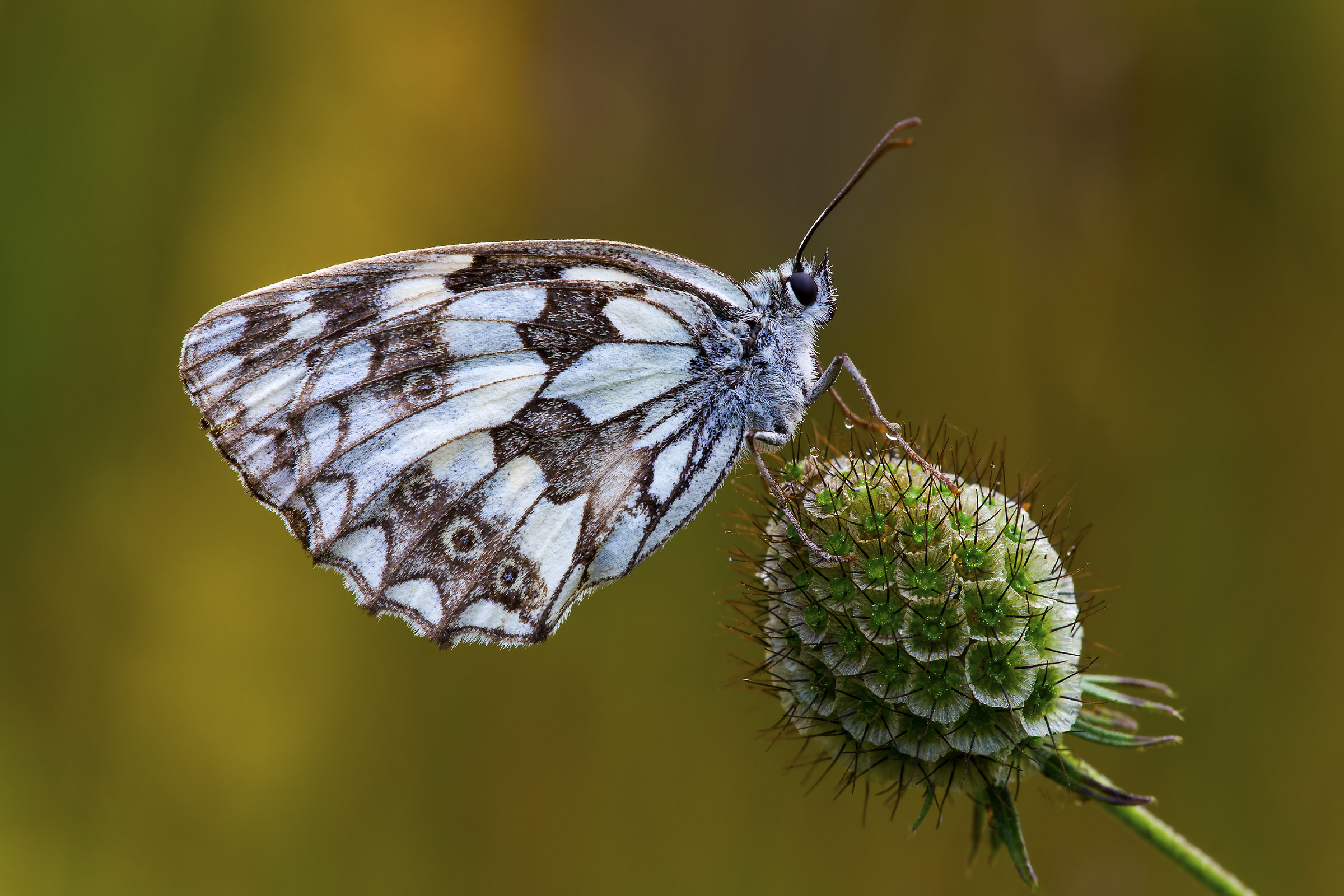 Melanargia galathea