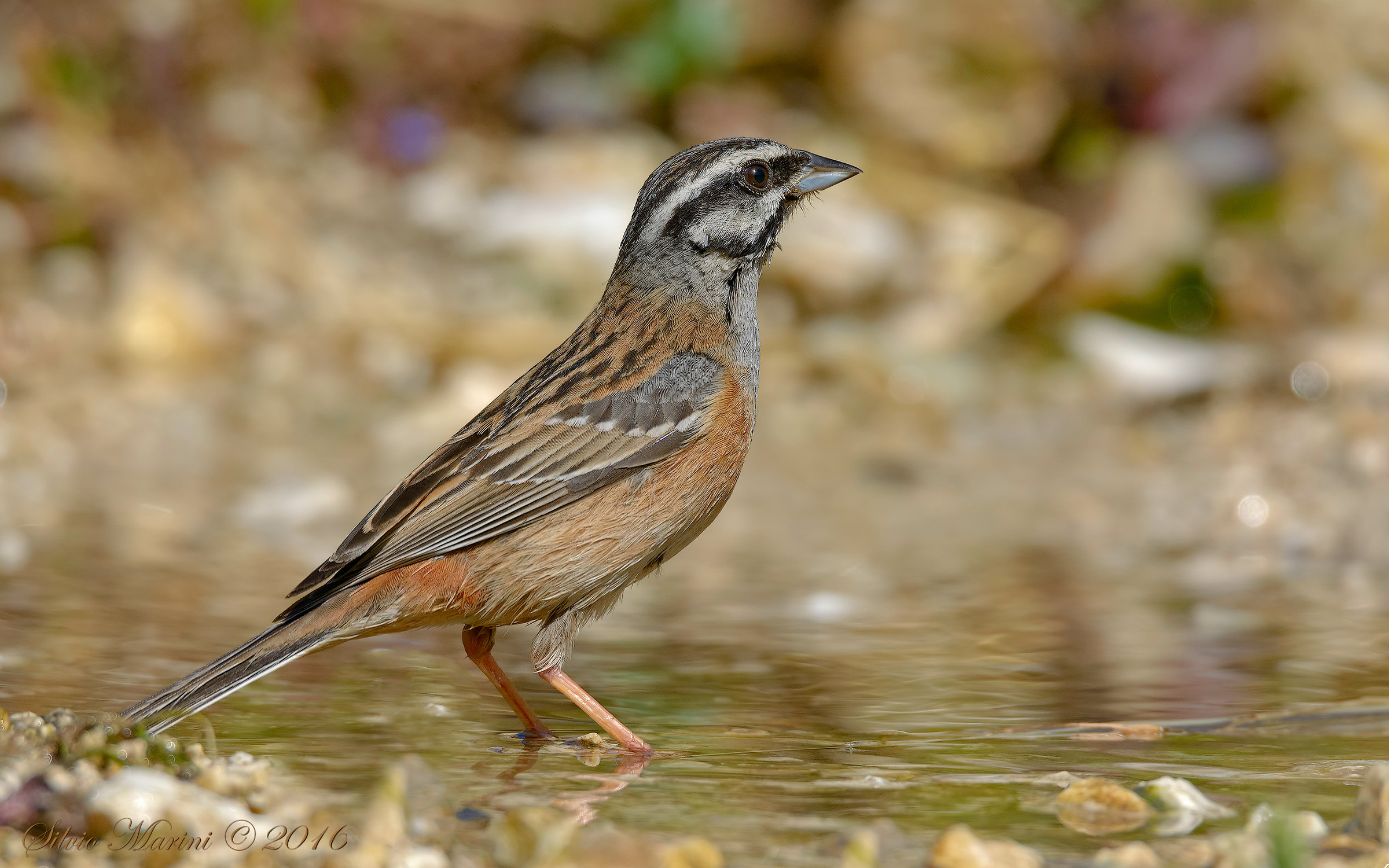 Zigolo muciatto ( Emberiza cia)
