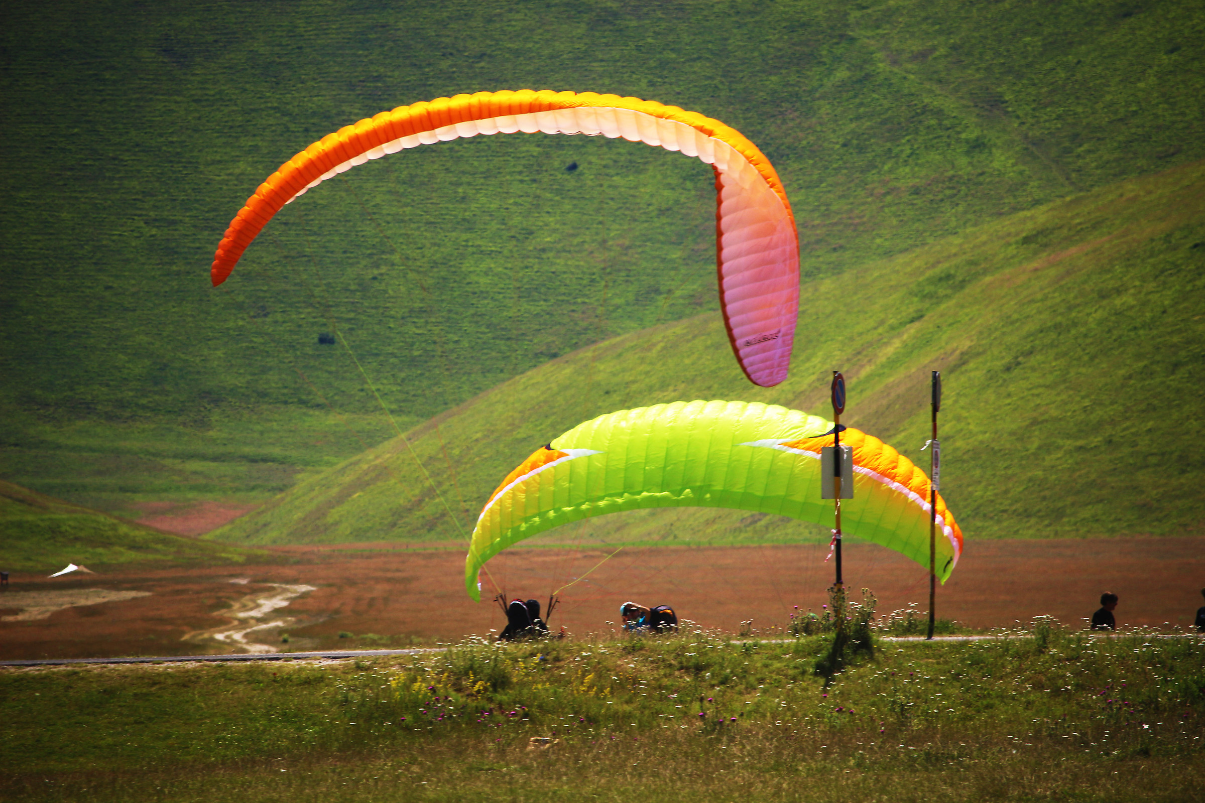 Oltre al colore dei fiori....
