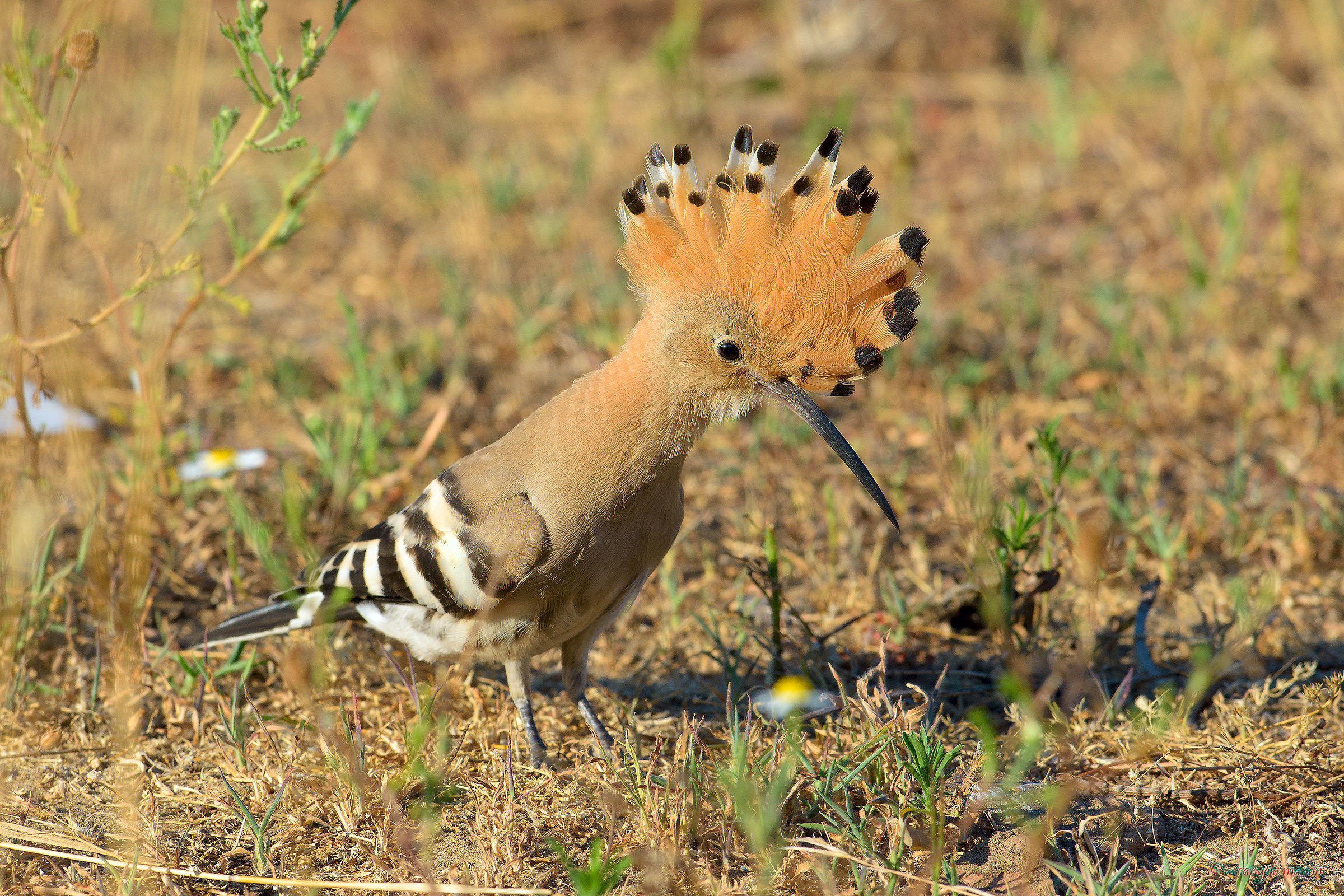 Of course hoopoe